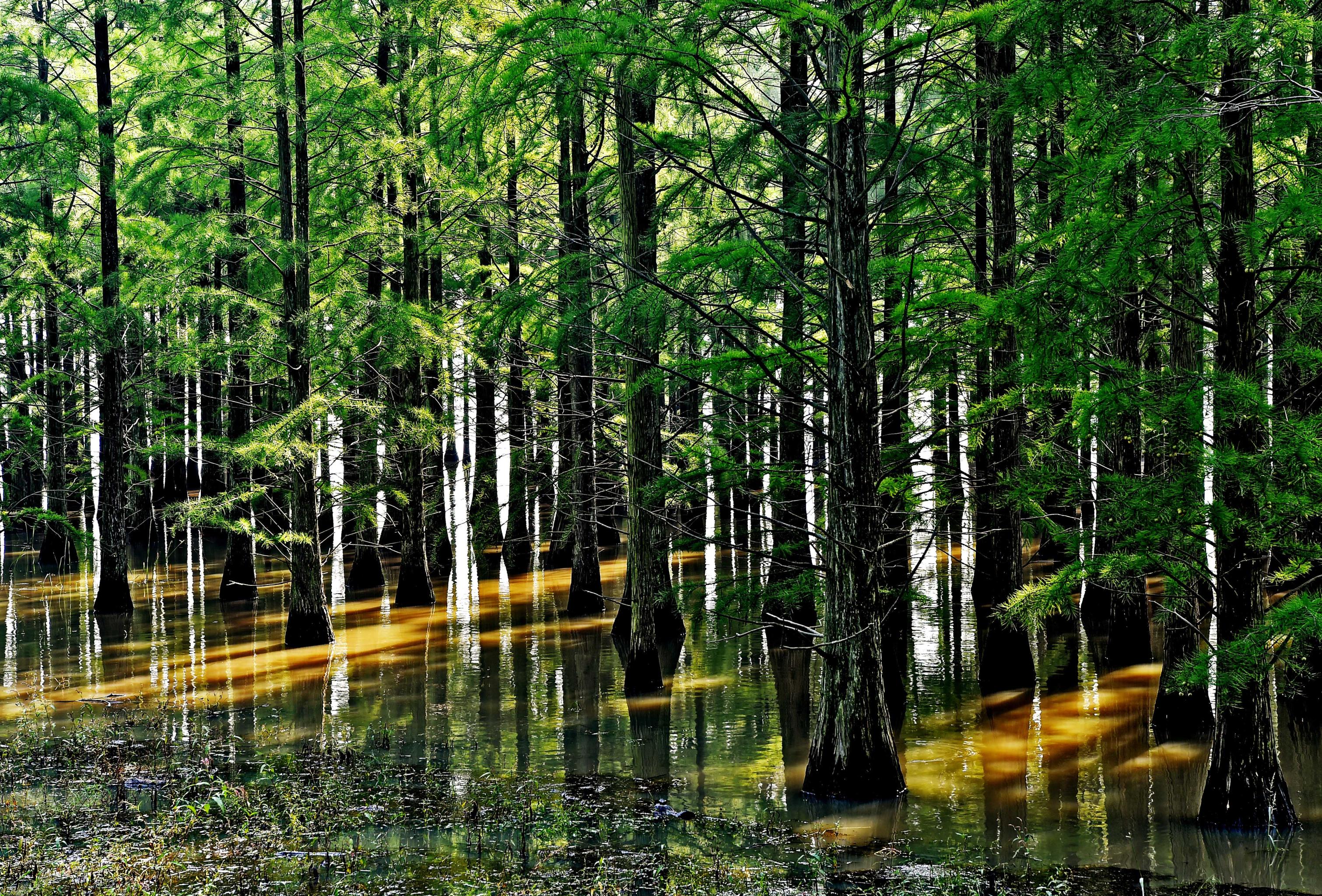 安徽滁州:"水上森林"生态美