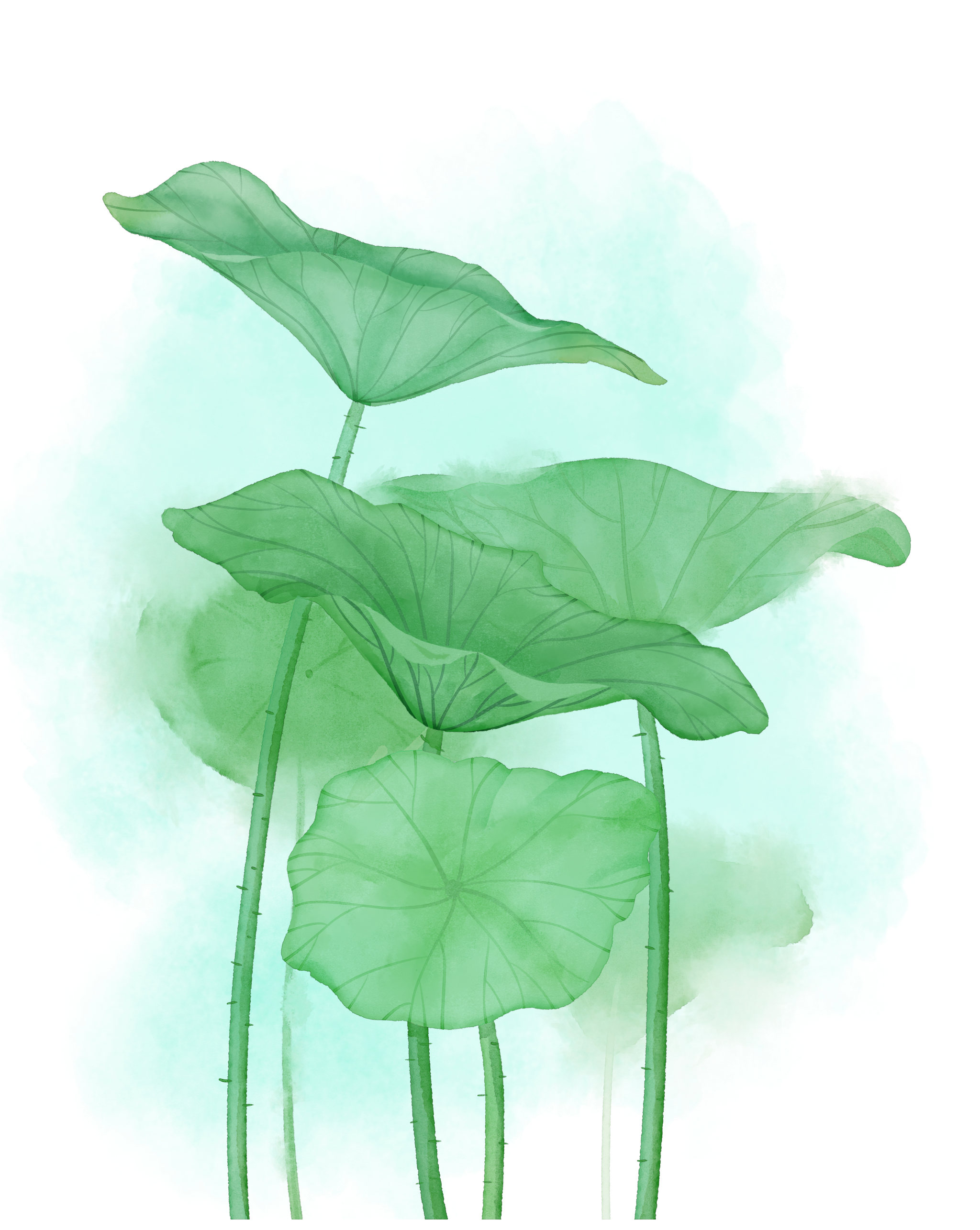 板绘仿水彩植物夏季古风荷叶素材元素插画