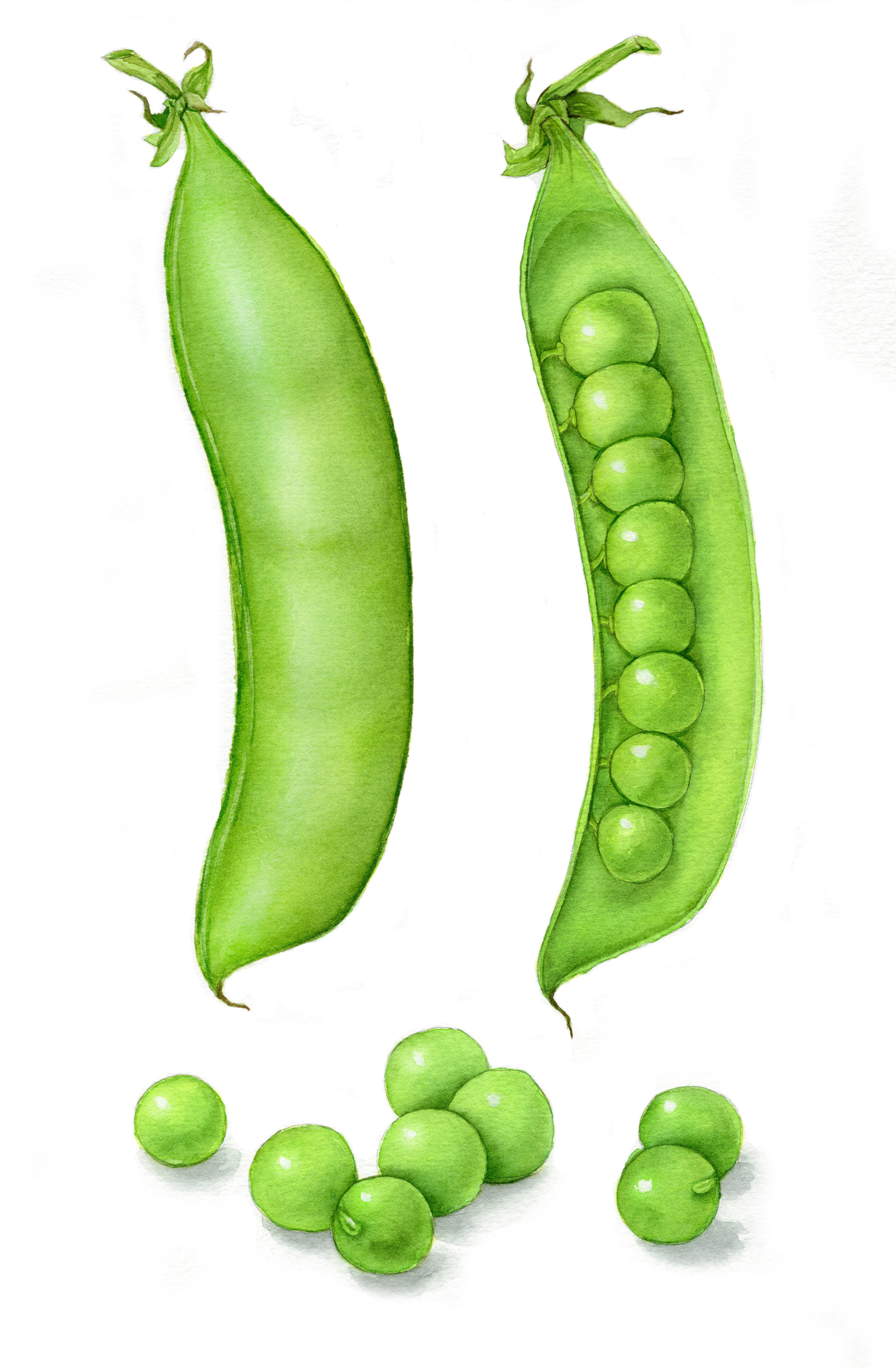 水彩手绘豌豆设计素材插画