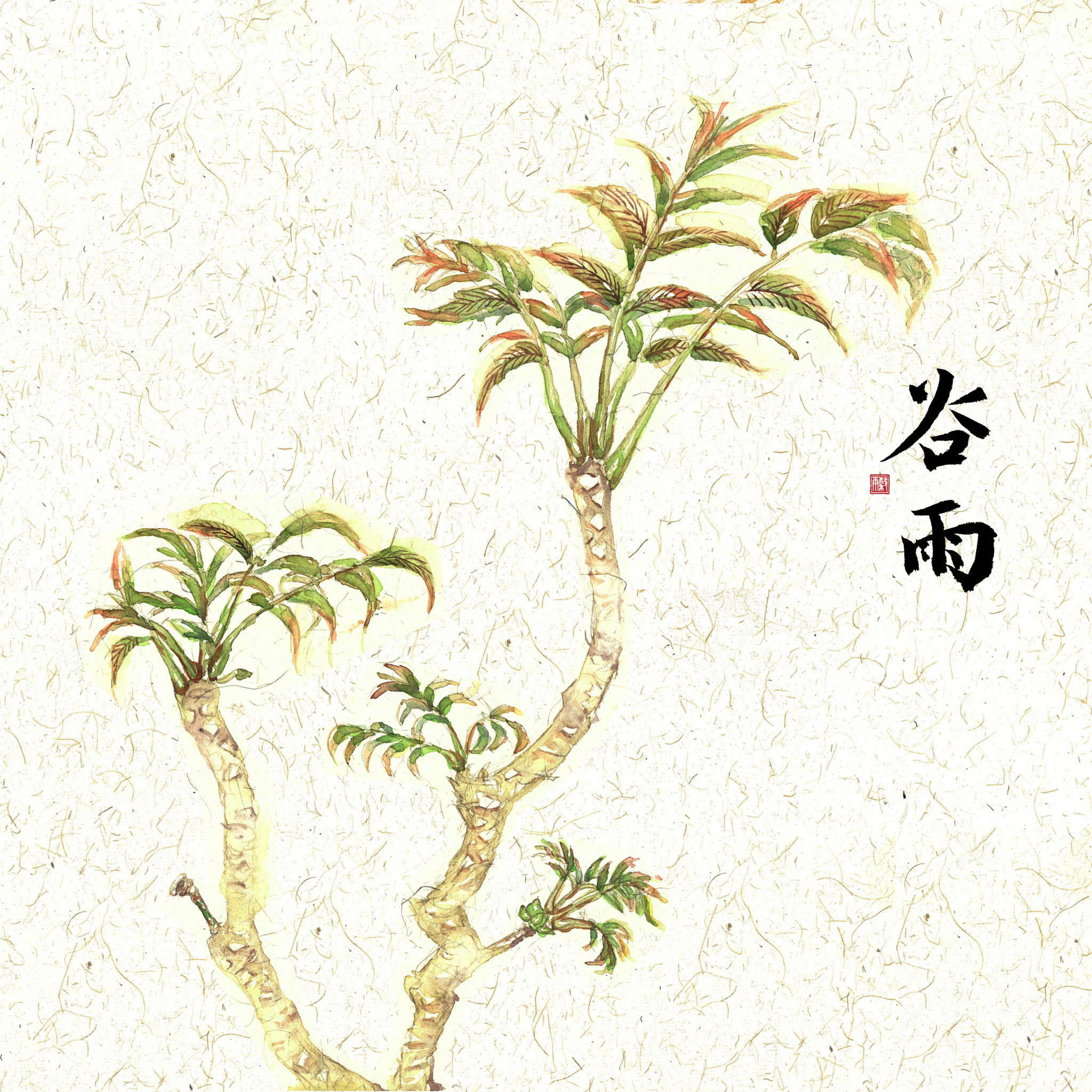 插画二十四节气果蔬系列之谷雨香椿 水彩手绘中国风