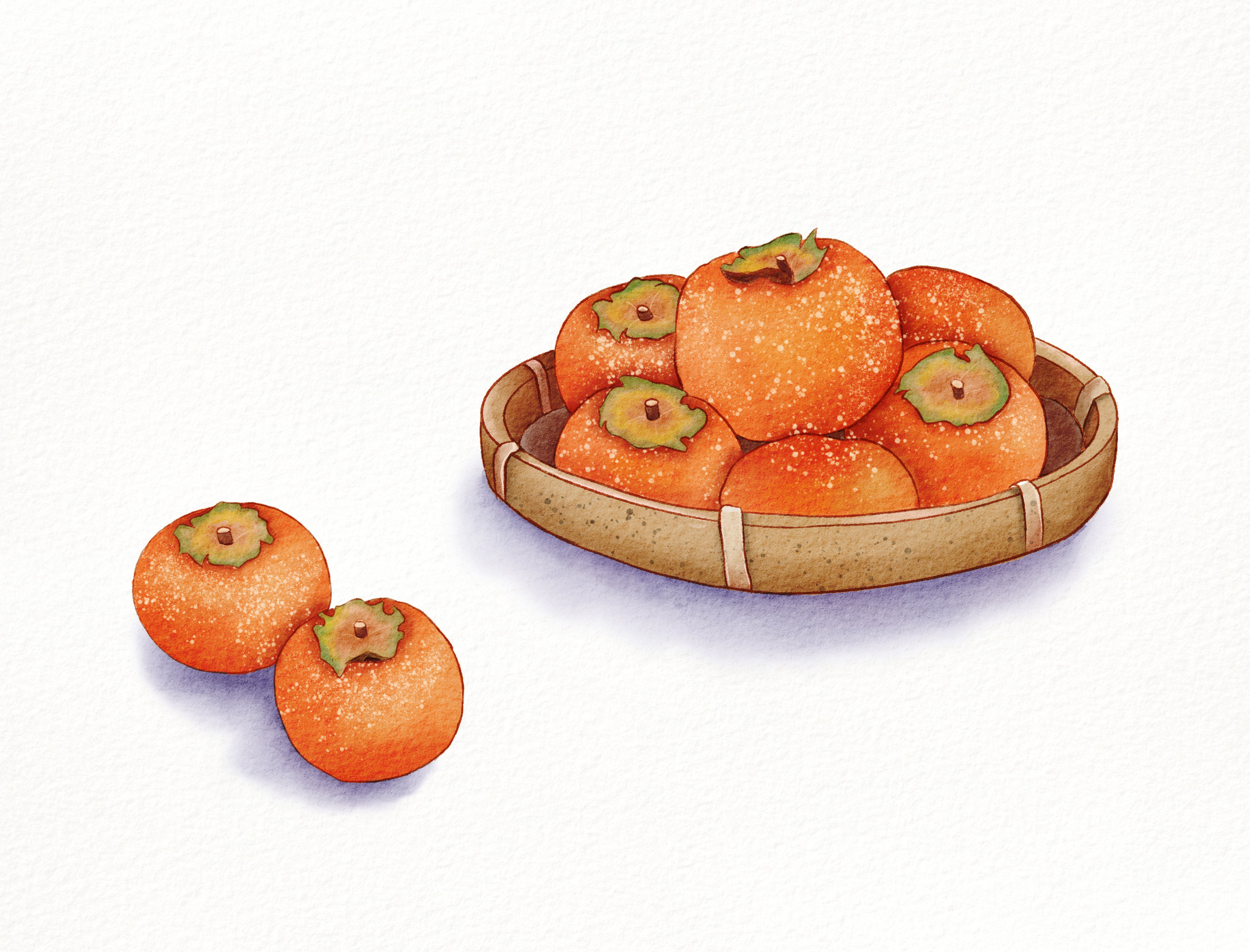 柿子美食水彩插画