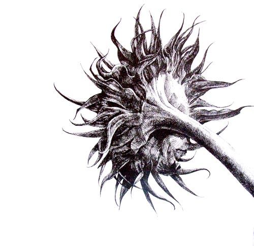 向日葵 素描 花托