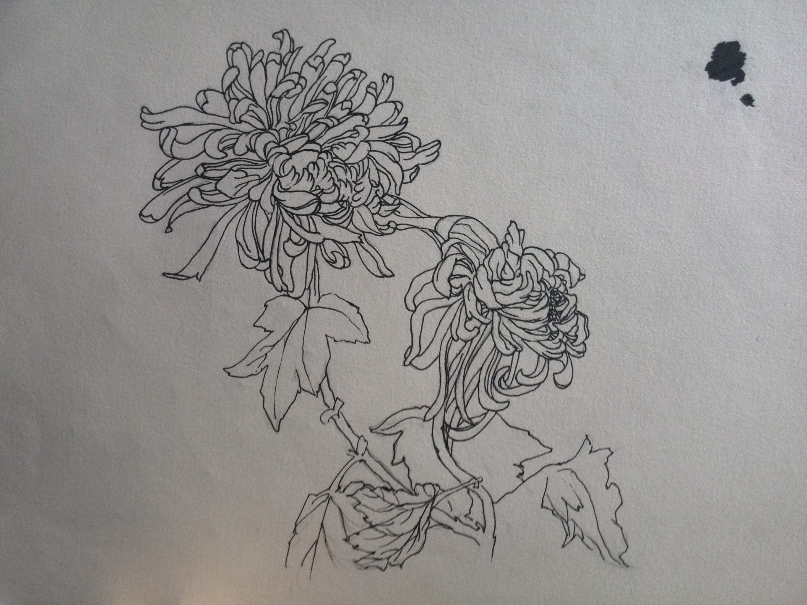 菊-白描图谱上的秋菊,临摹作品