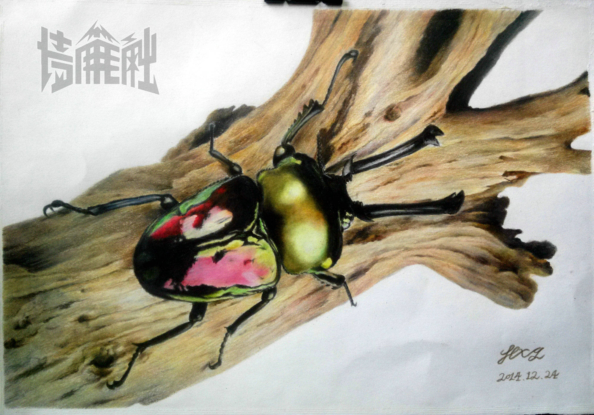 阿姆叔最新彩铅画——【绚丽的甲虫】