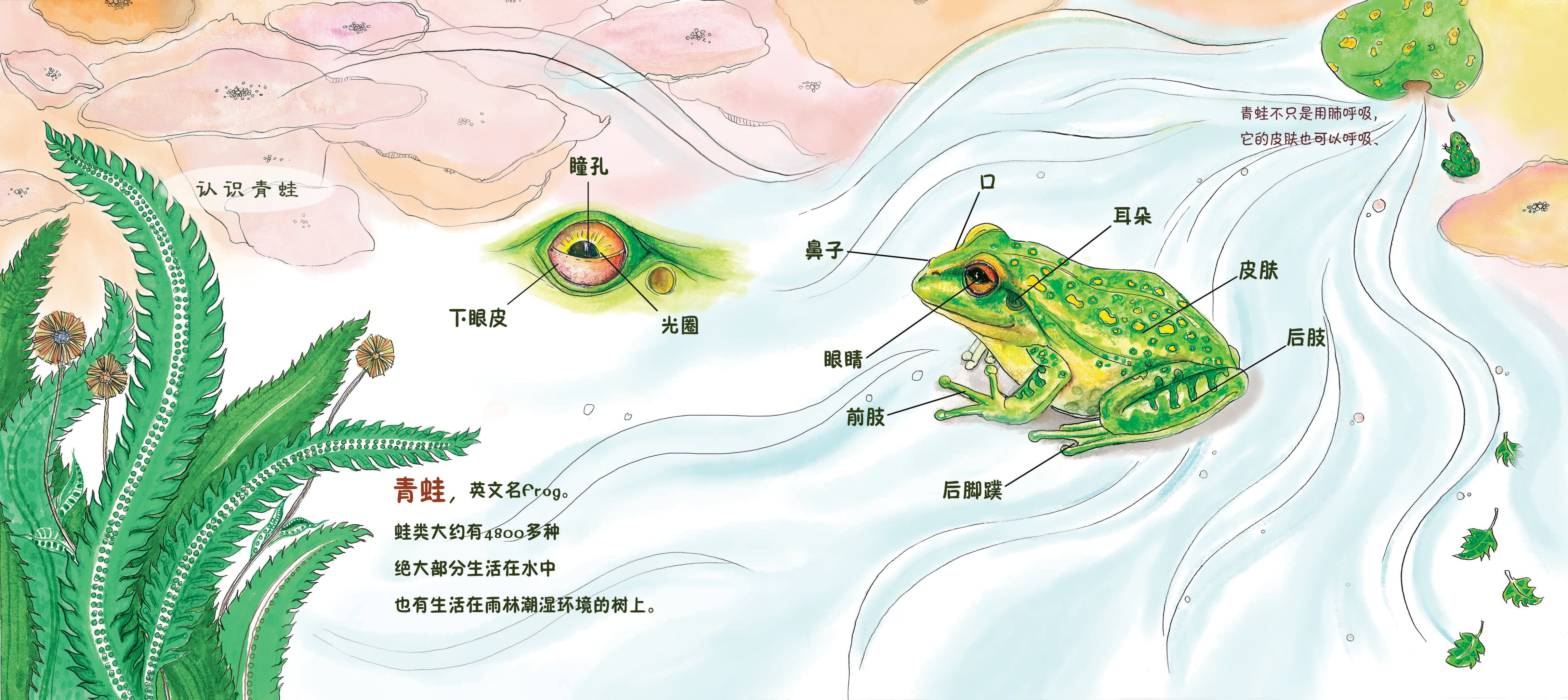 《小青蛙成长记》儿童科普绘本和衍生品