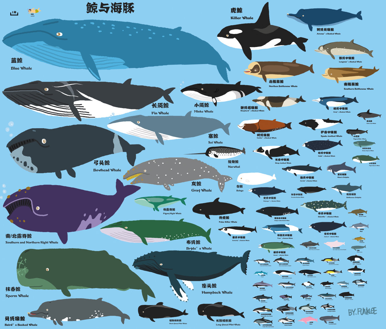 鲸鱼和海豚比例图