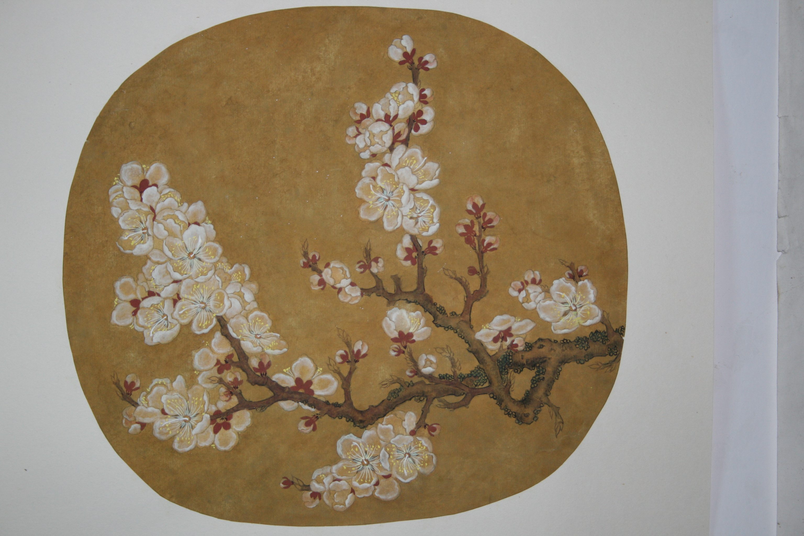 国画工笔梅花