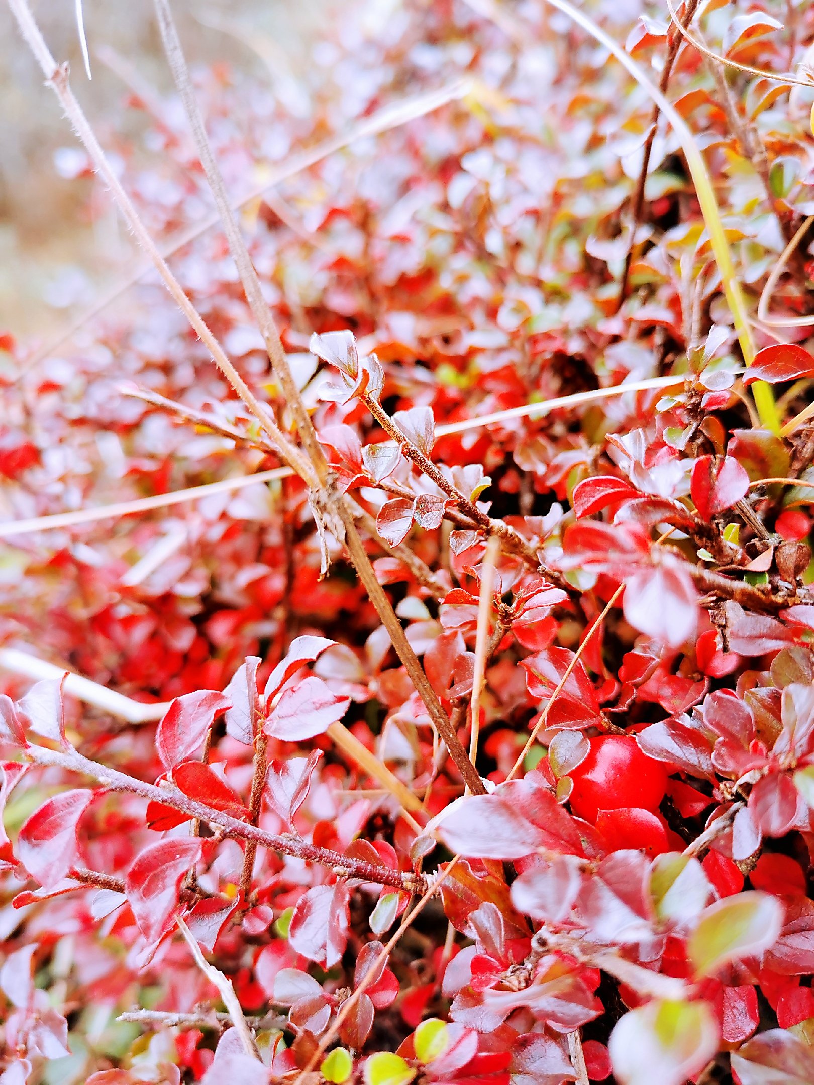 静物花卉 - 稀饭是只猫 - 原创作品 - 视觉中国(shijueme)