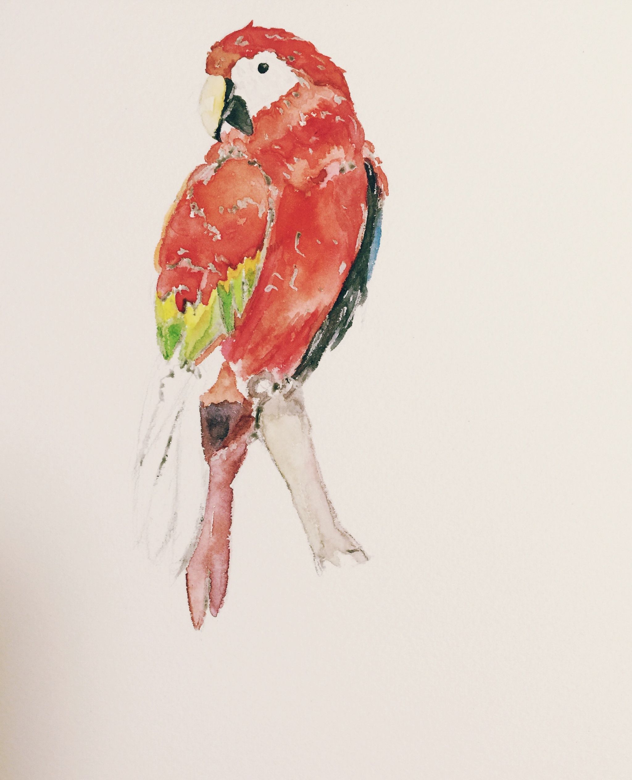 鹦鹉 水彩.含步骤图.