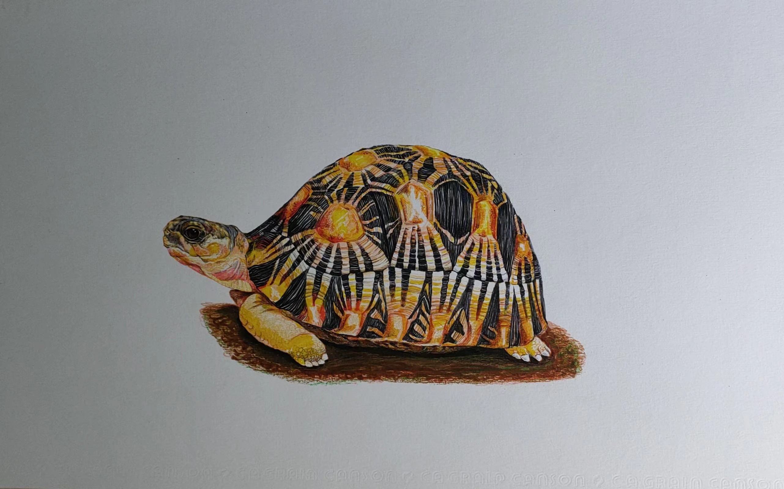 手绘矿晶,植物,爬宠