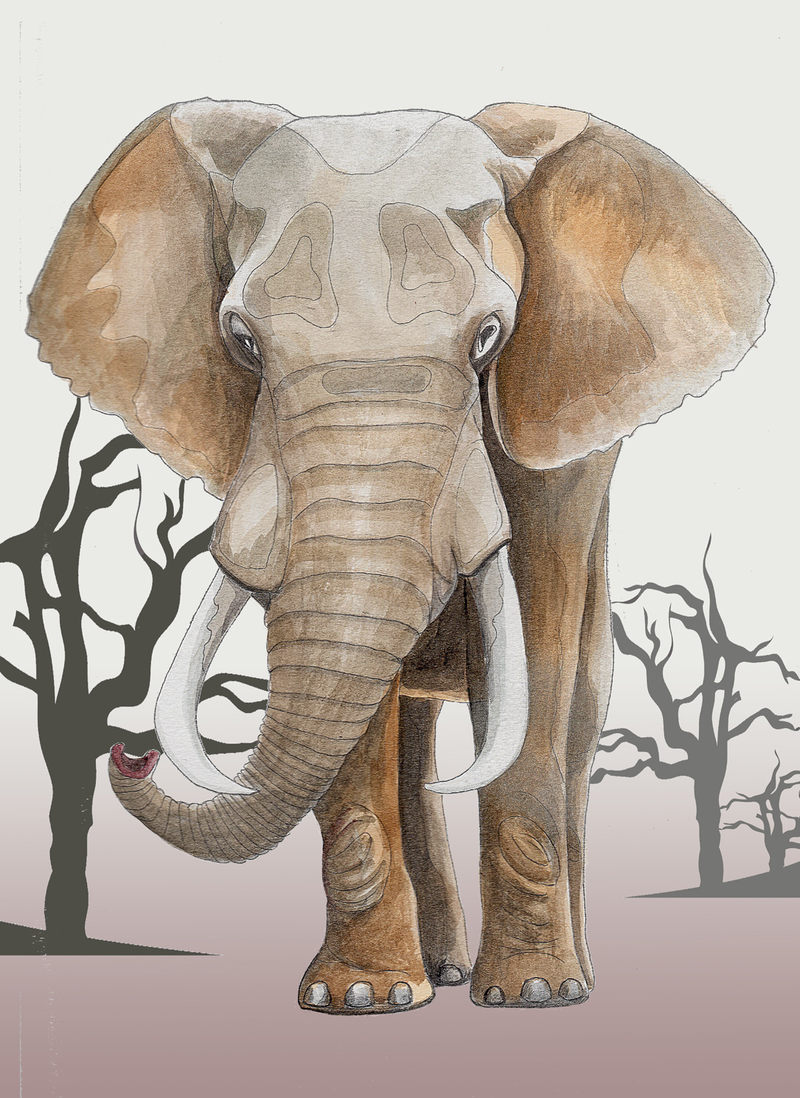动物肖像画之大象