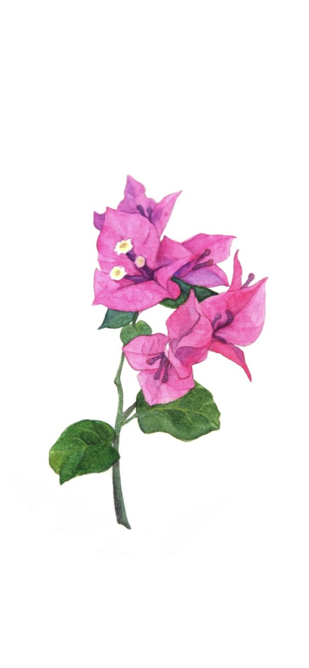 水彩三角梅的一些品种