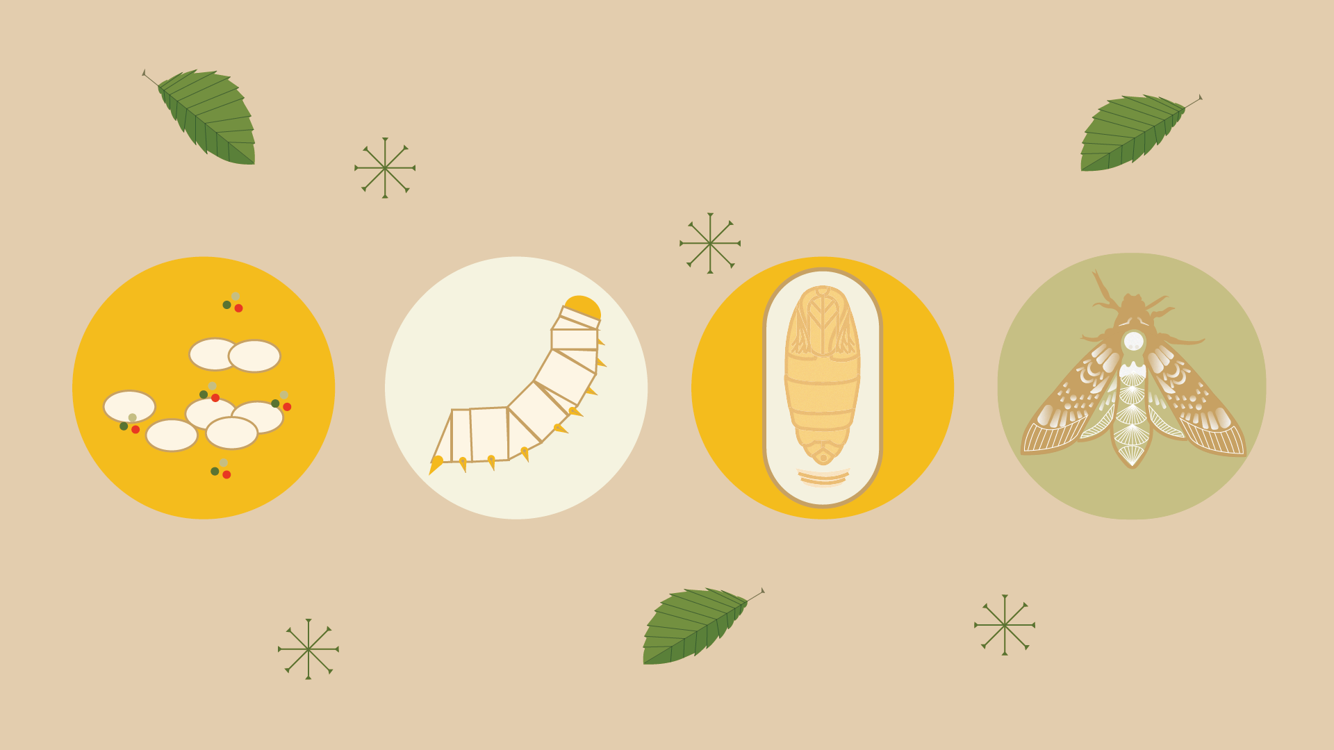 教育插画蚕的生长过程