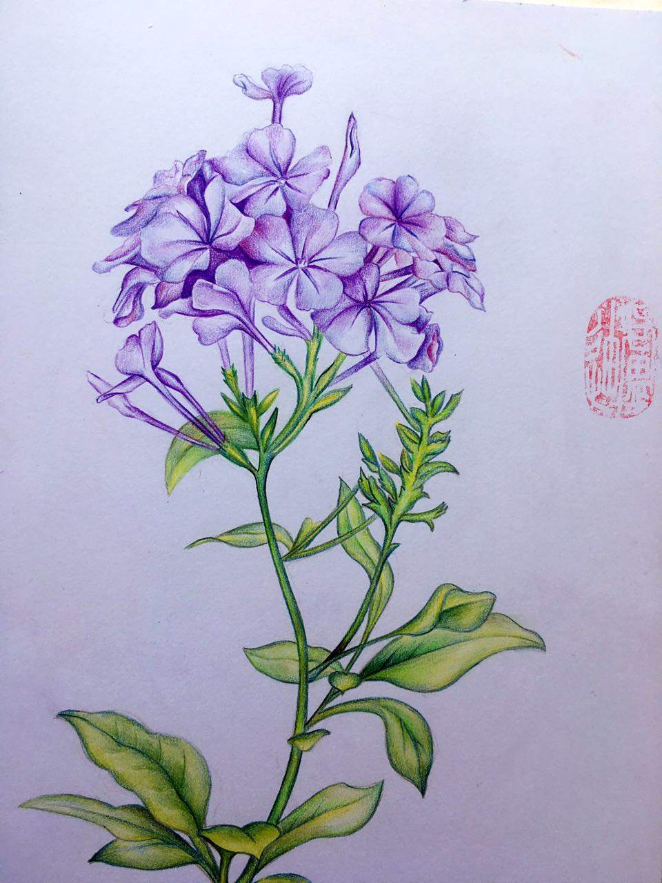 蓝雪花——又名蓝花丹