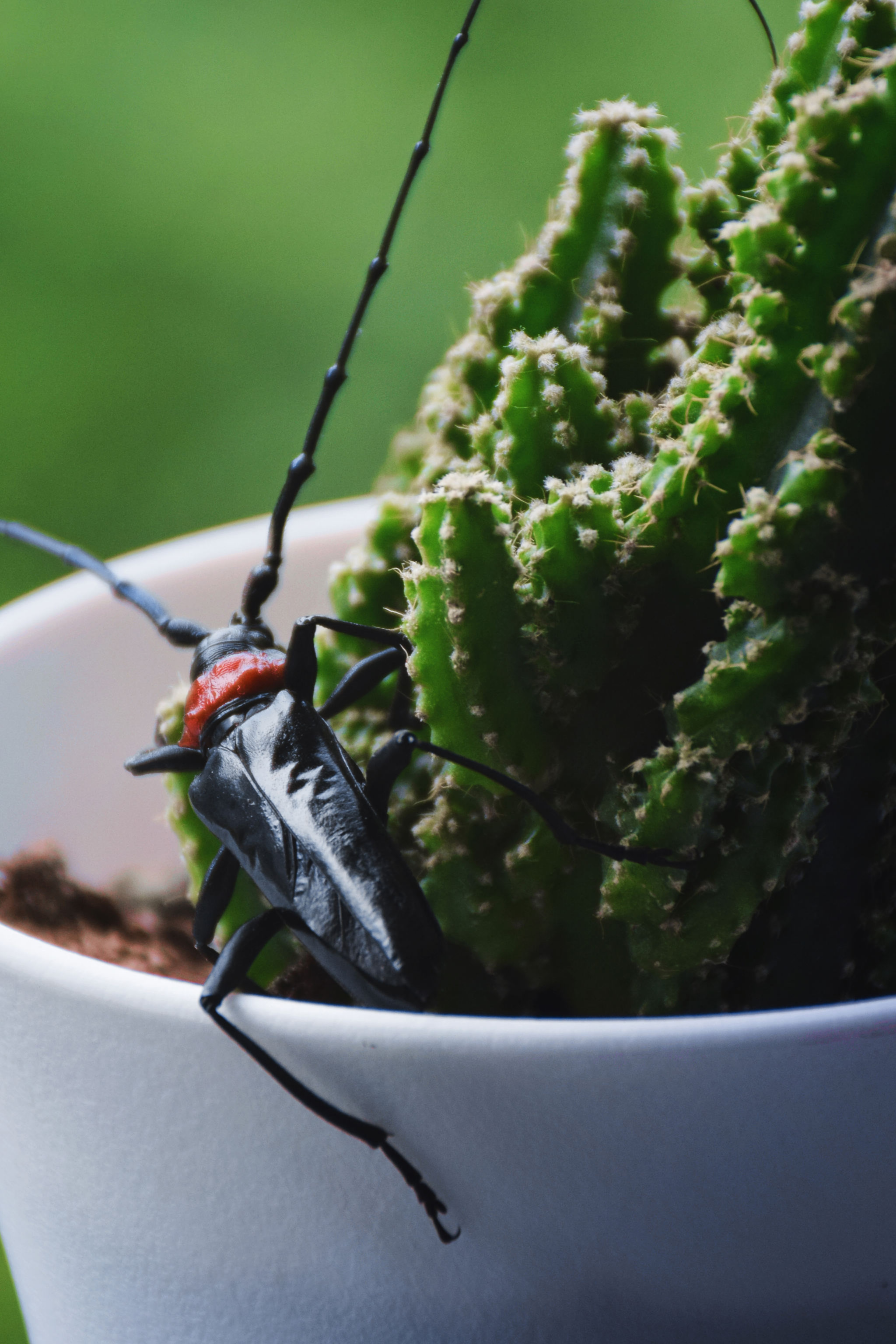 飞牛- 手帕少年 - 原创作品 - 视觉中国(shijueme)