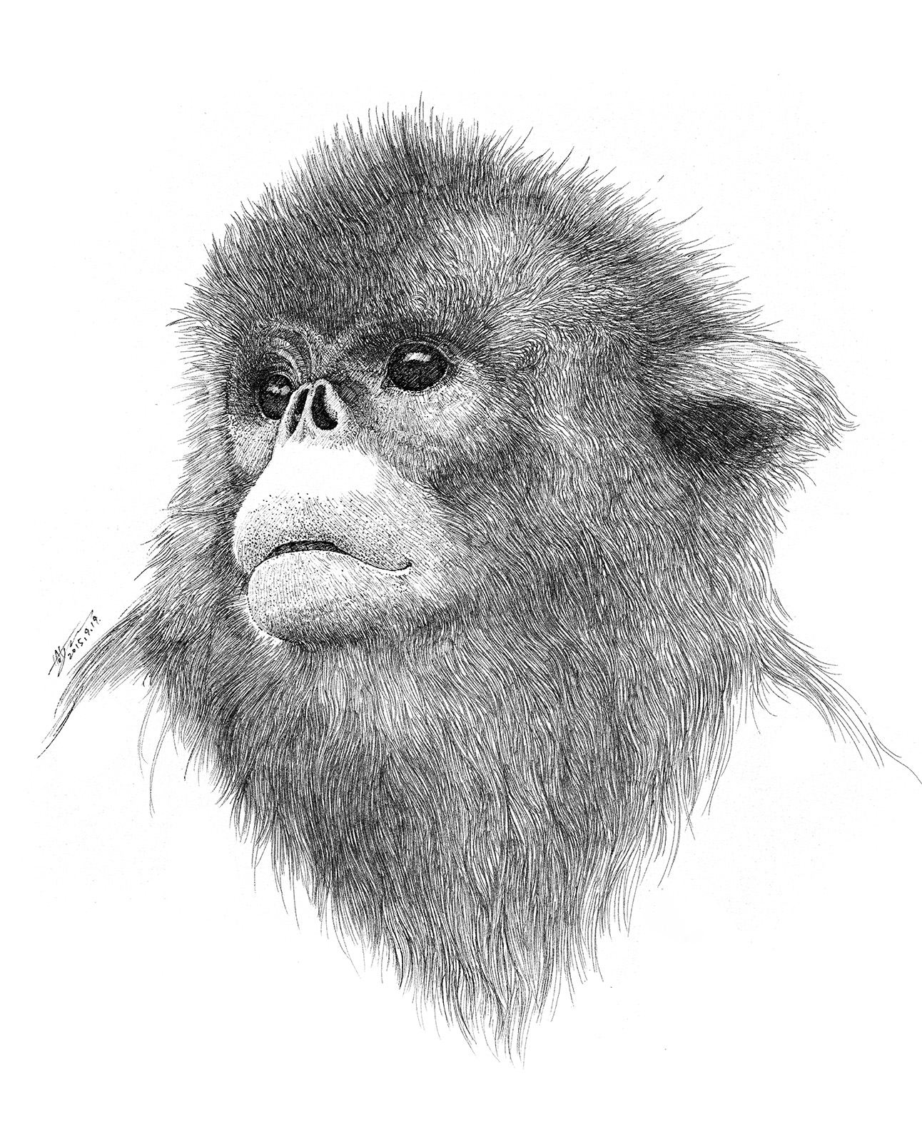 针管笔素描动物系列