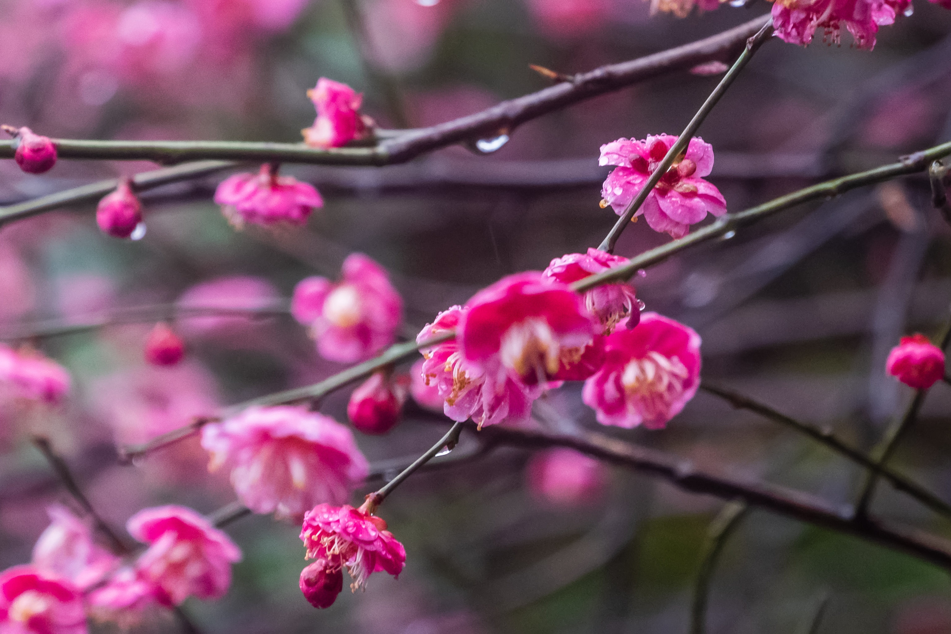 雨中梅花图片唯美图片图片