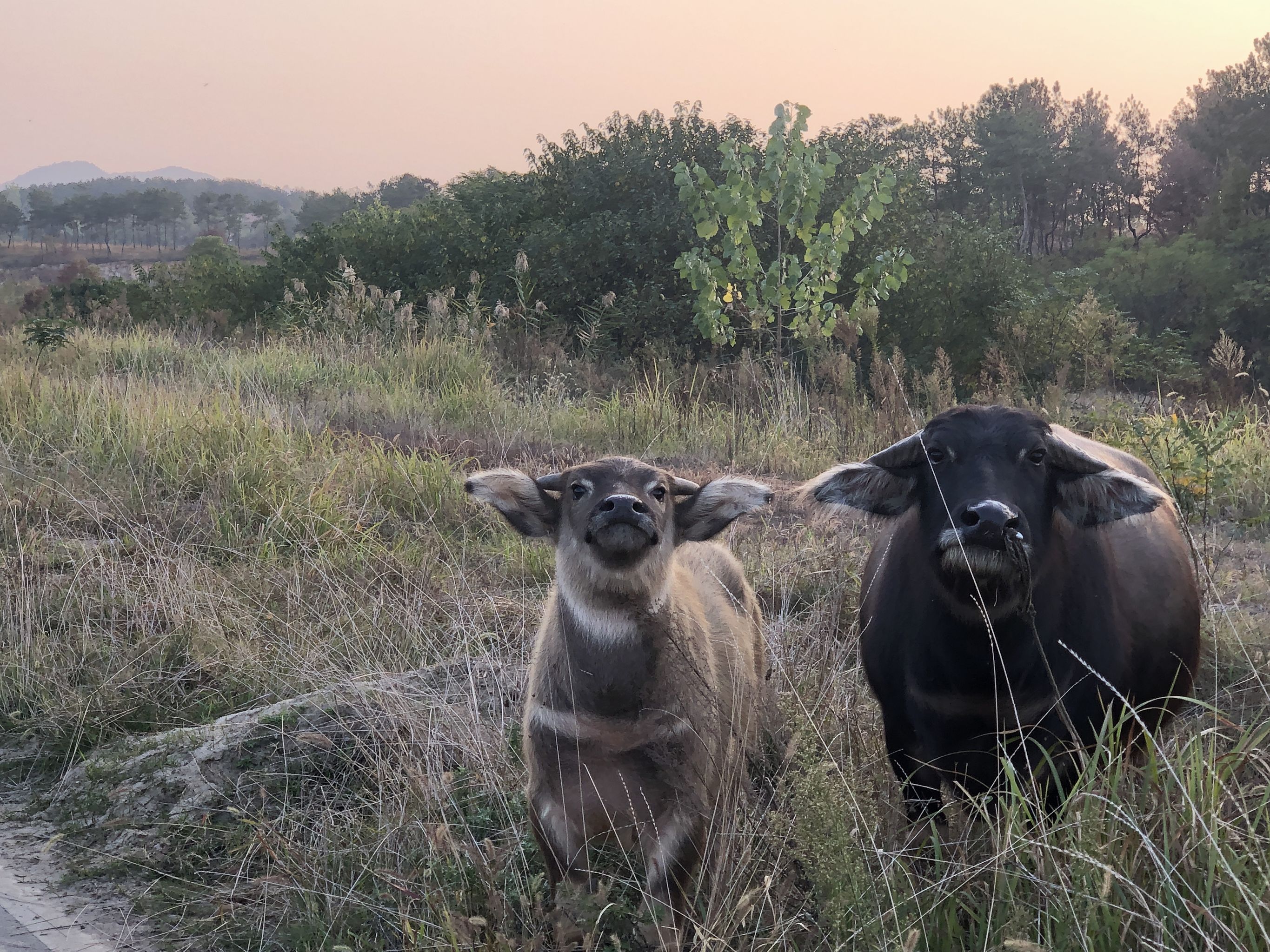 乡村田园风-母子牛 - 李少林 - 原创作品 - 视觉中国(shijueme)