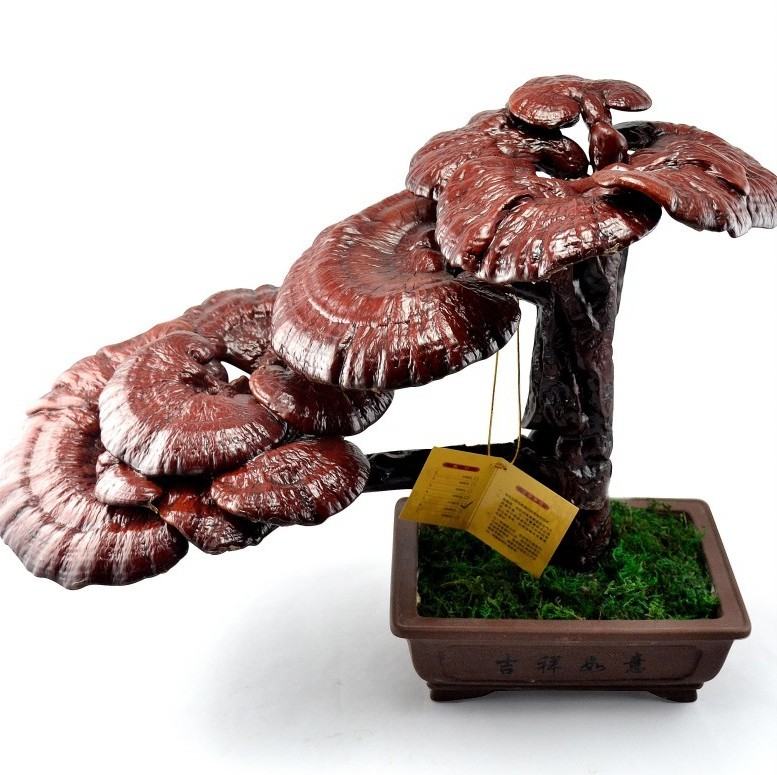 全自然生长灵芝盆景