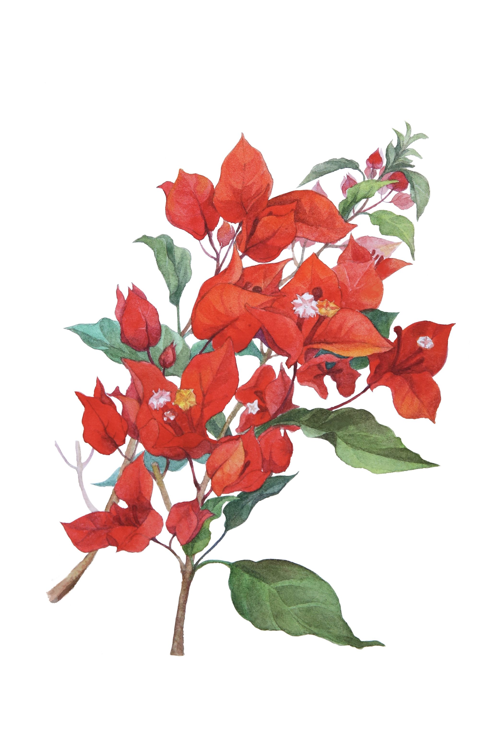 水彩三角梅的一些品种 - 柒月 - 原创作品 - 视觉中国(shijueme)