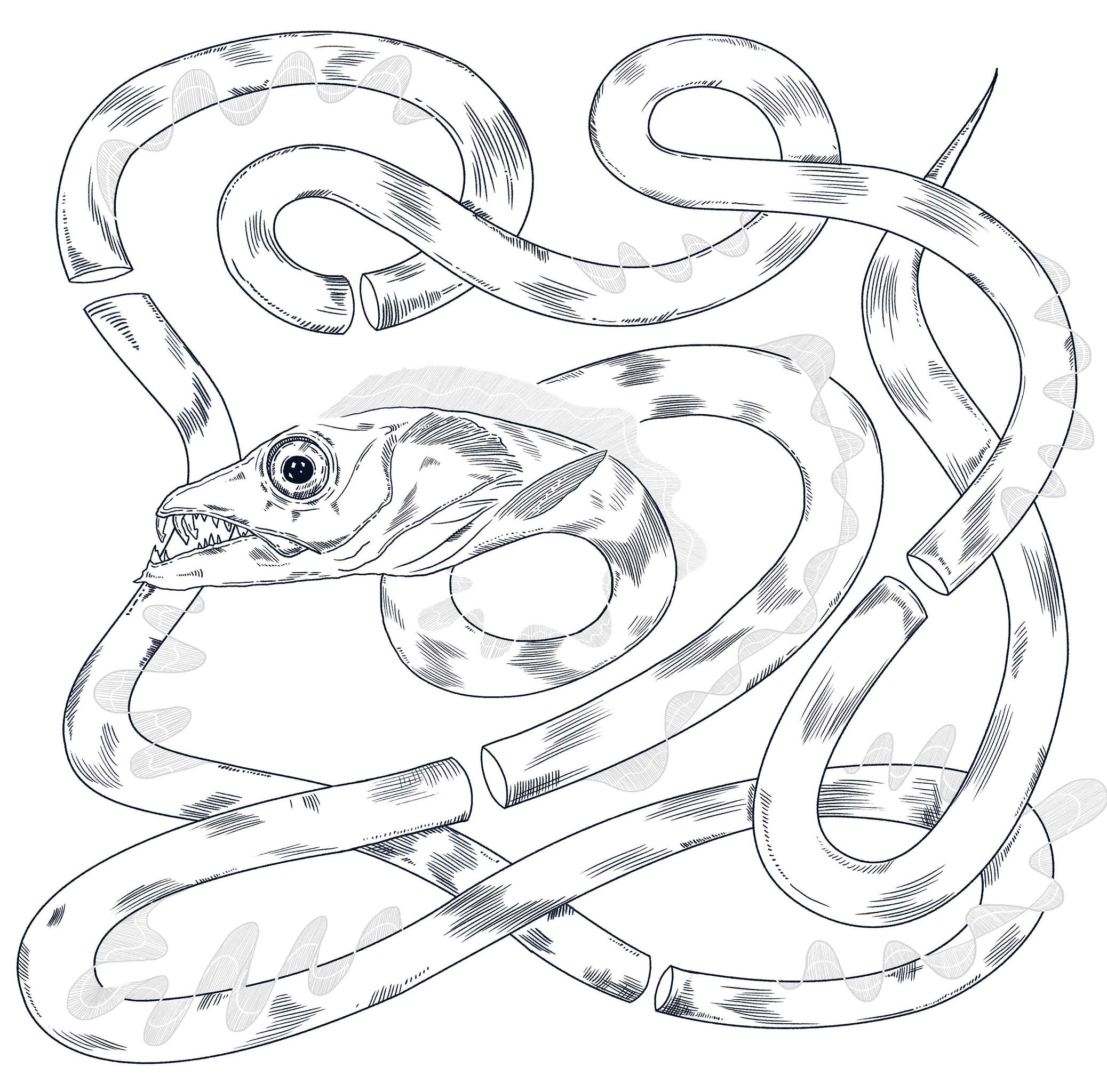 带鱼&啤酒泡 - 油菜豚 - 原创作品 - 视觉中国(shijueme)