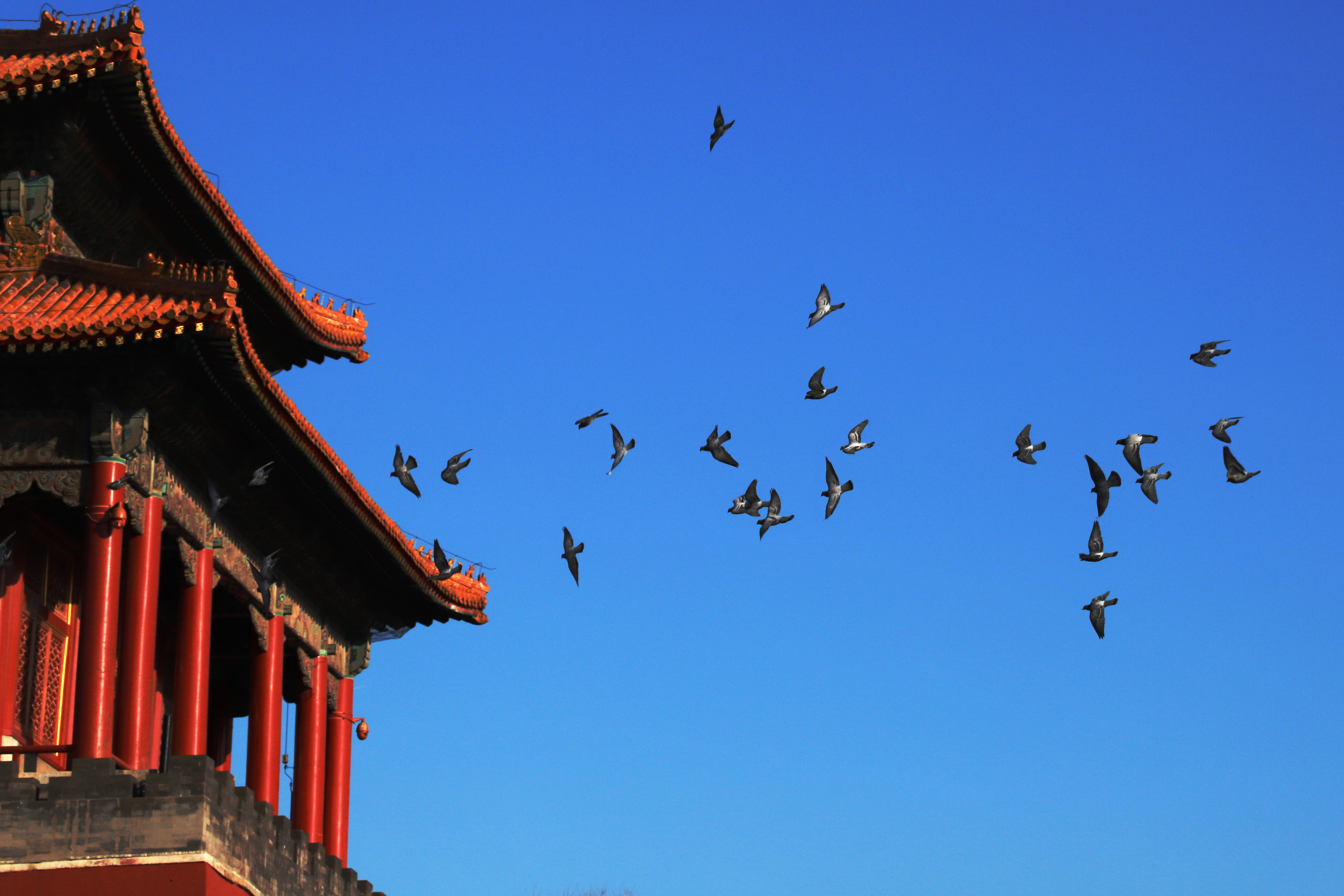 冬季北京故宫的和平鸽