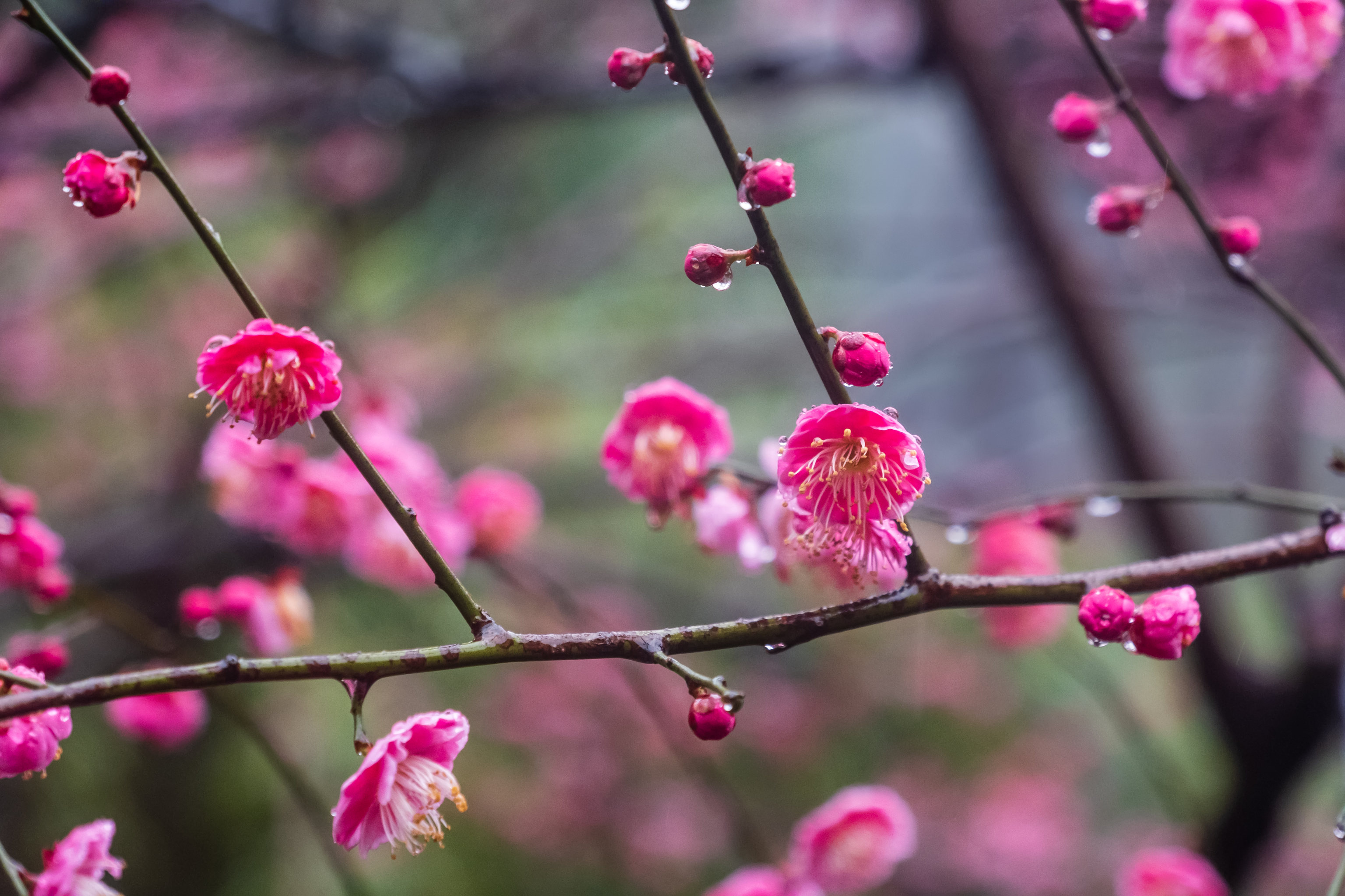 雨中梅花植物花卉摄影风光自然