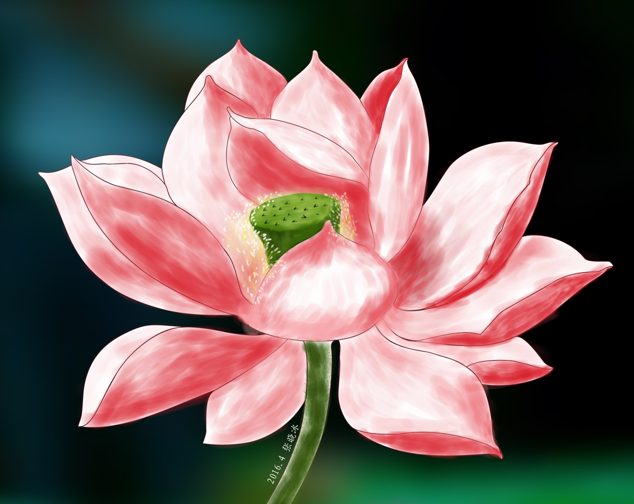 荷花- 萧依寒 - 原创作品 - 视觉中国(shijueme)