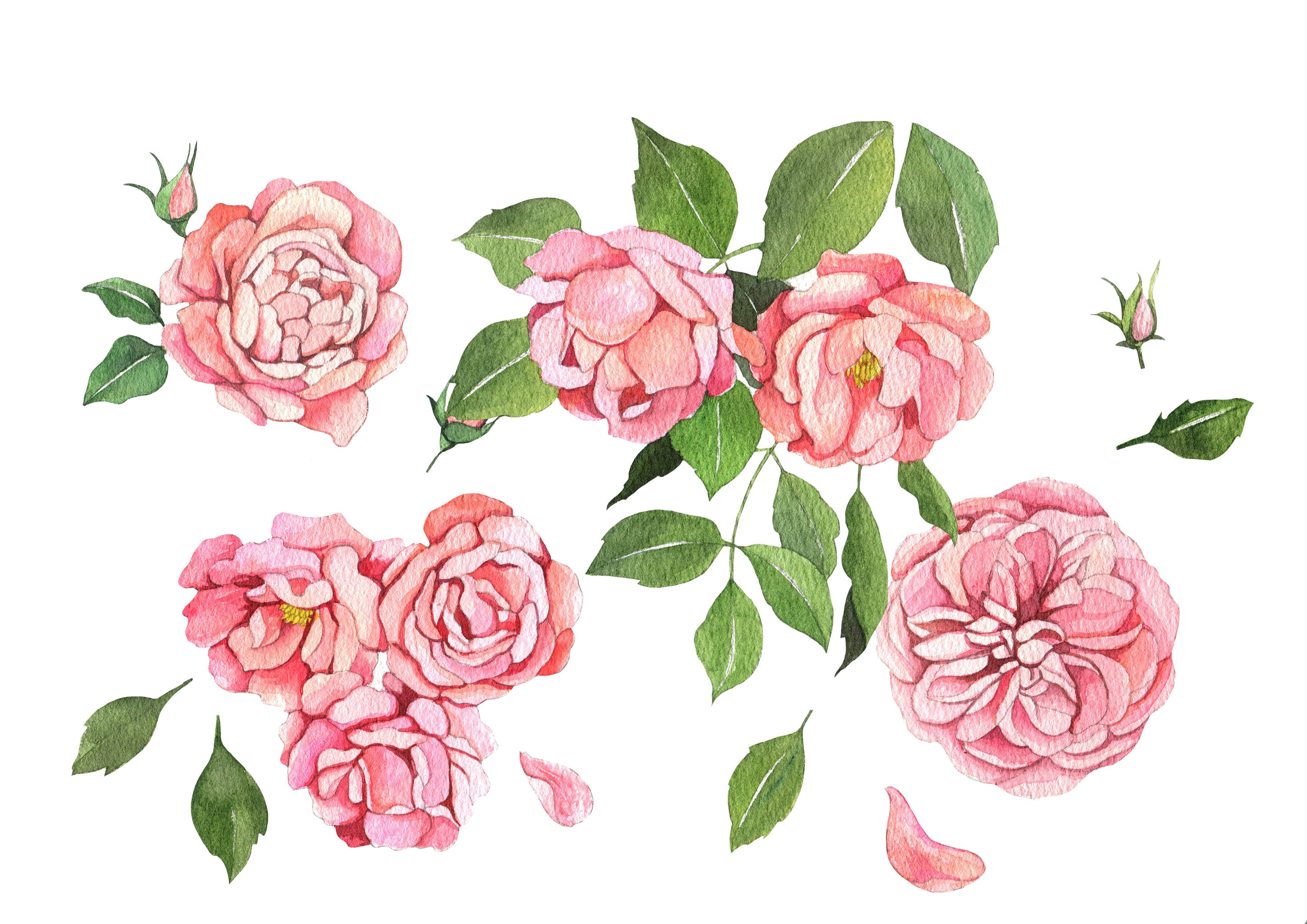 水彩花卉图案之粉红色玫瑰花