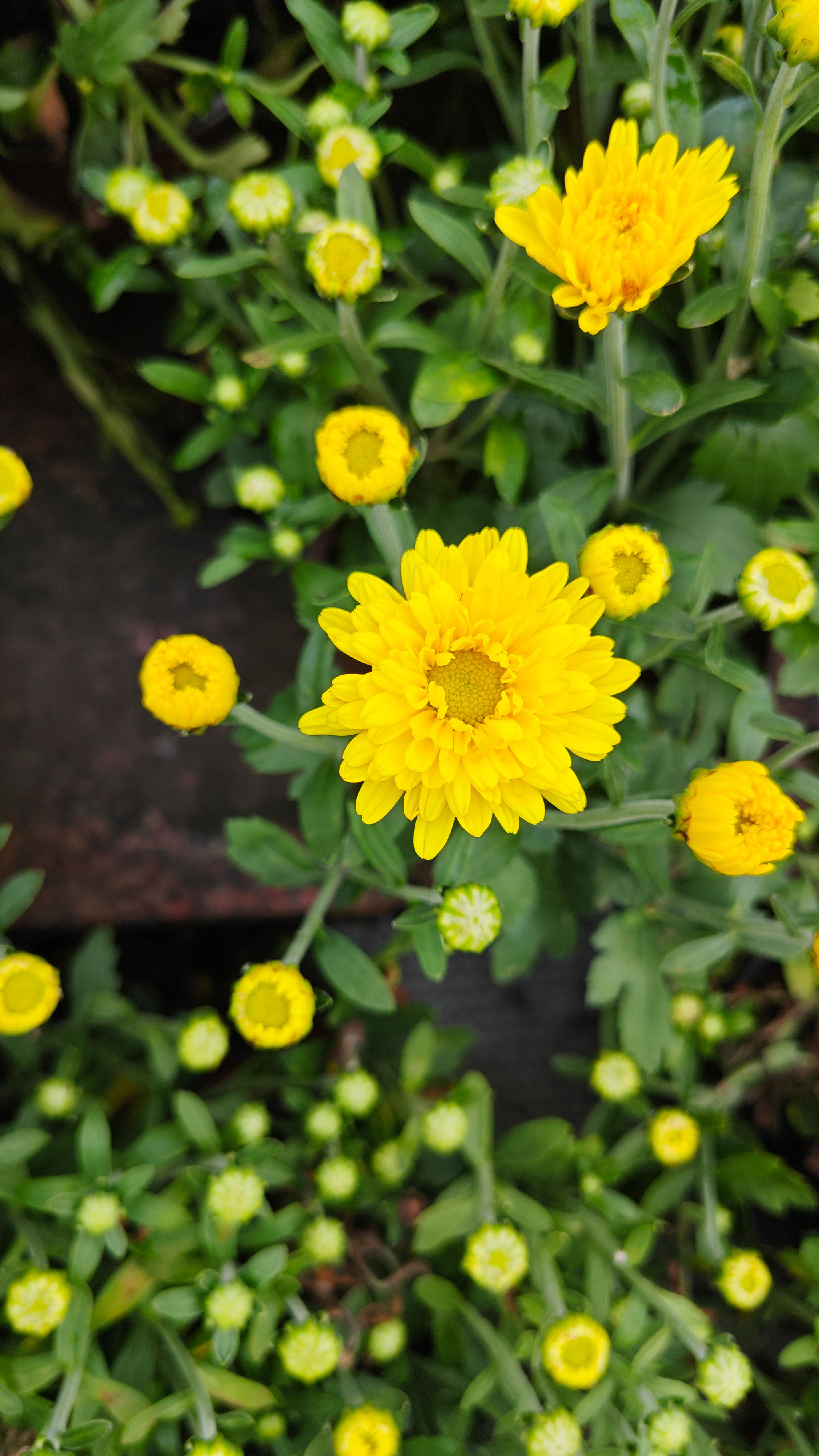 小雏菊花朵纹理秋季摄影城市摄影