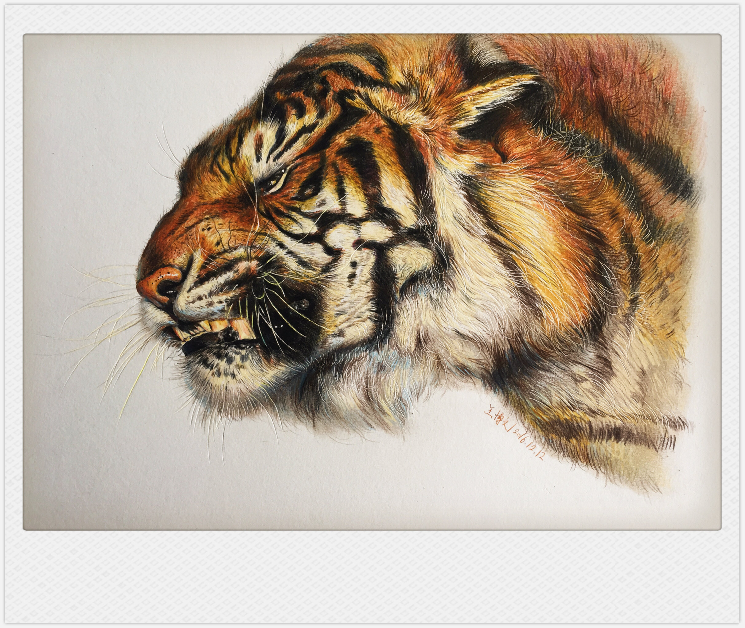 彩铅动物作品 - 博文手绘 - 原创作品 - 视觉中国(爱视觉)