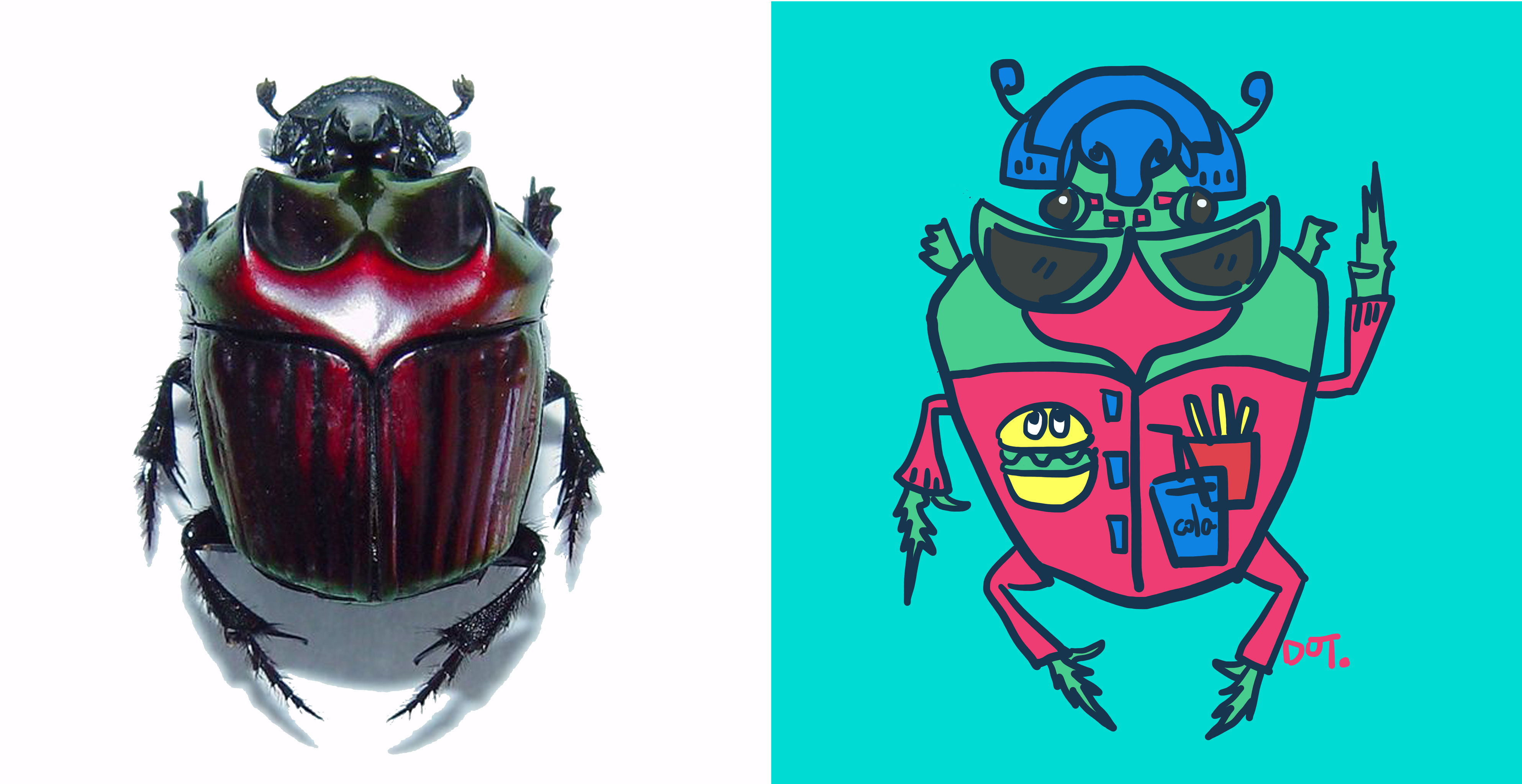 (新作)甲虫系列