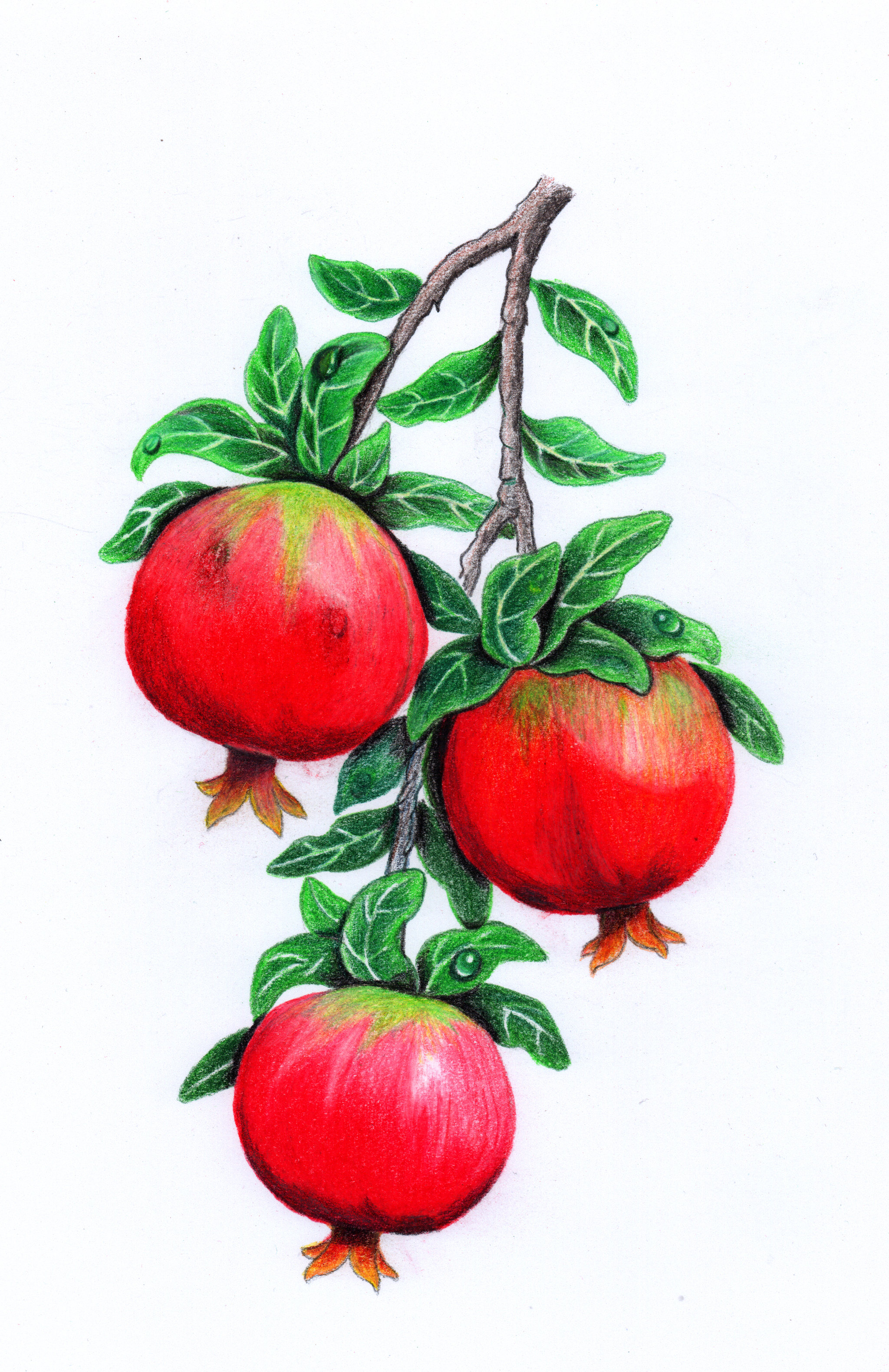 彩铅画 - 齐彩洁 - 原创作品 - 视觉中国(shijueme)