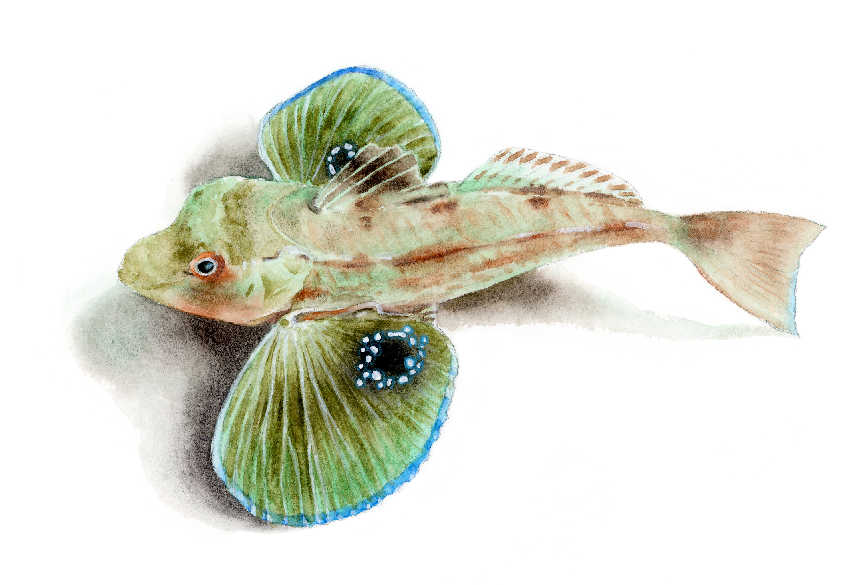 海洋生物水彩插画