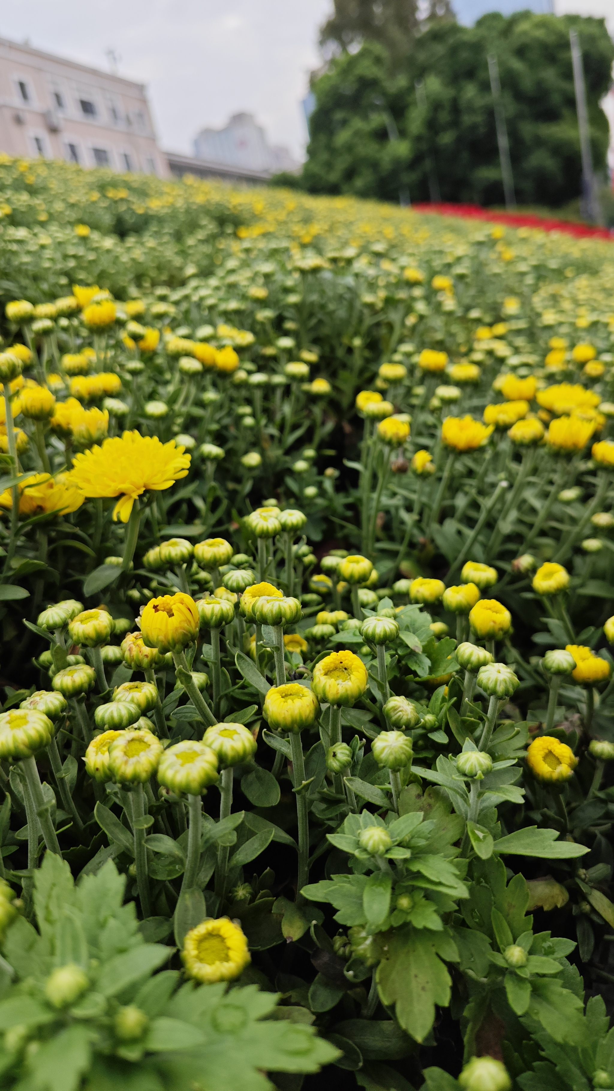 小雏菊花朵纹理秋季摄影城市摄影