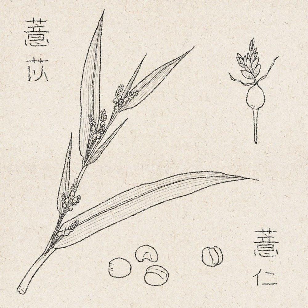 中药养生薏仁薏苡手绘插画