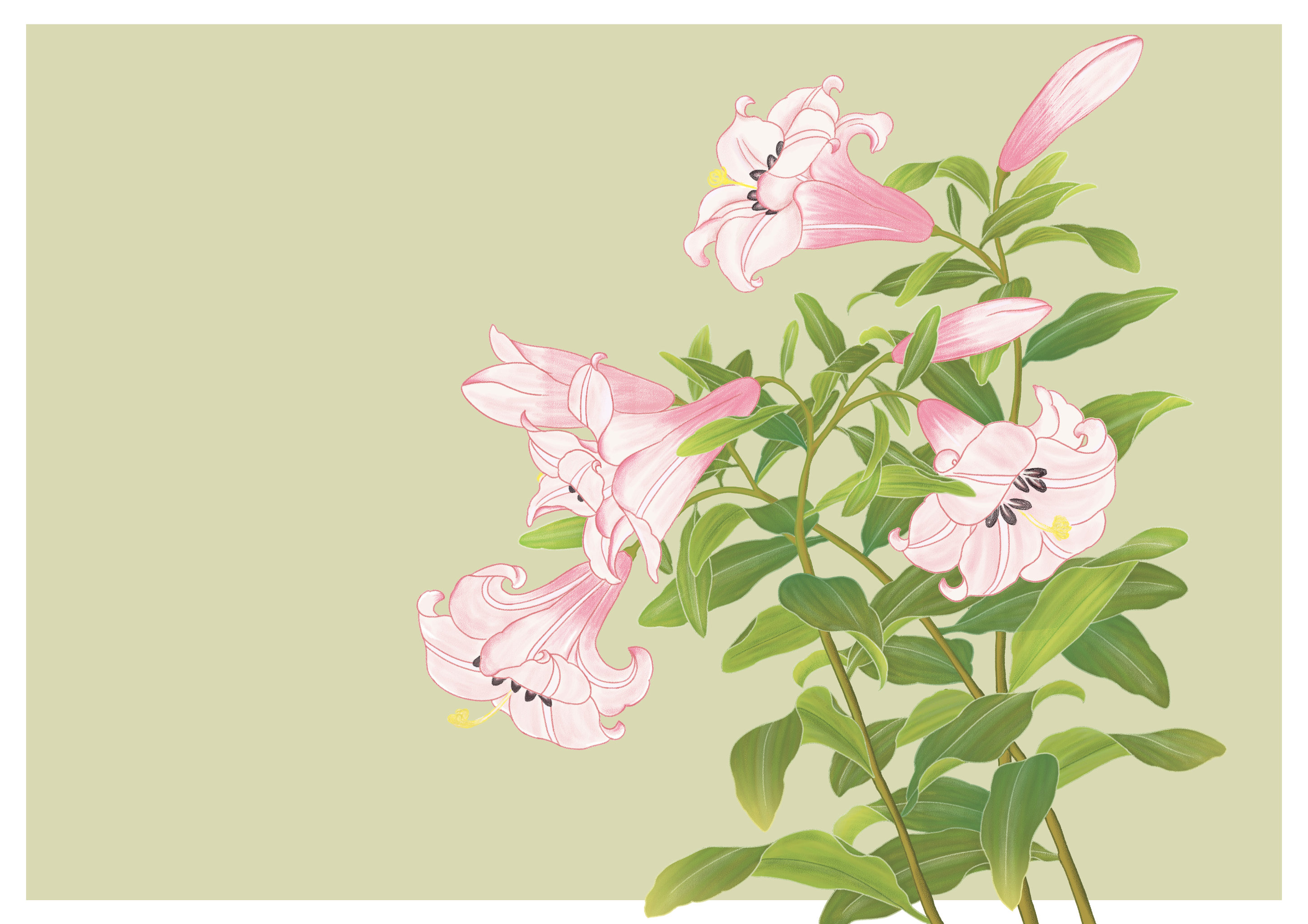 百合- 句芒 - 原创作品 - 视觉中国(shijueme)