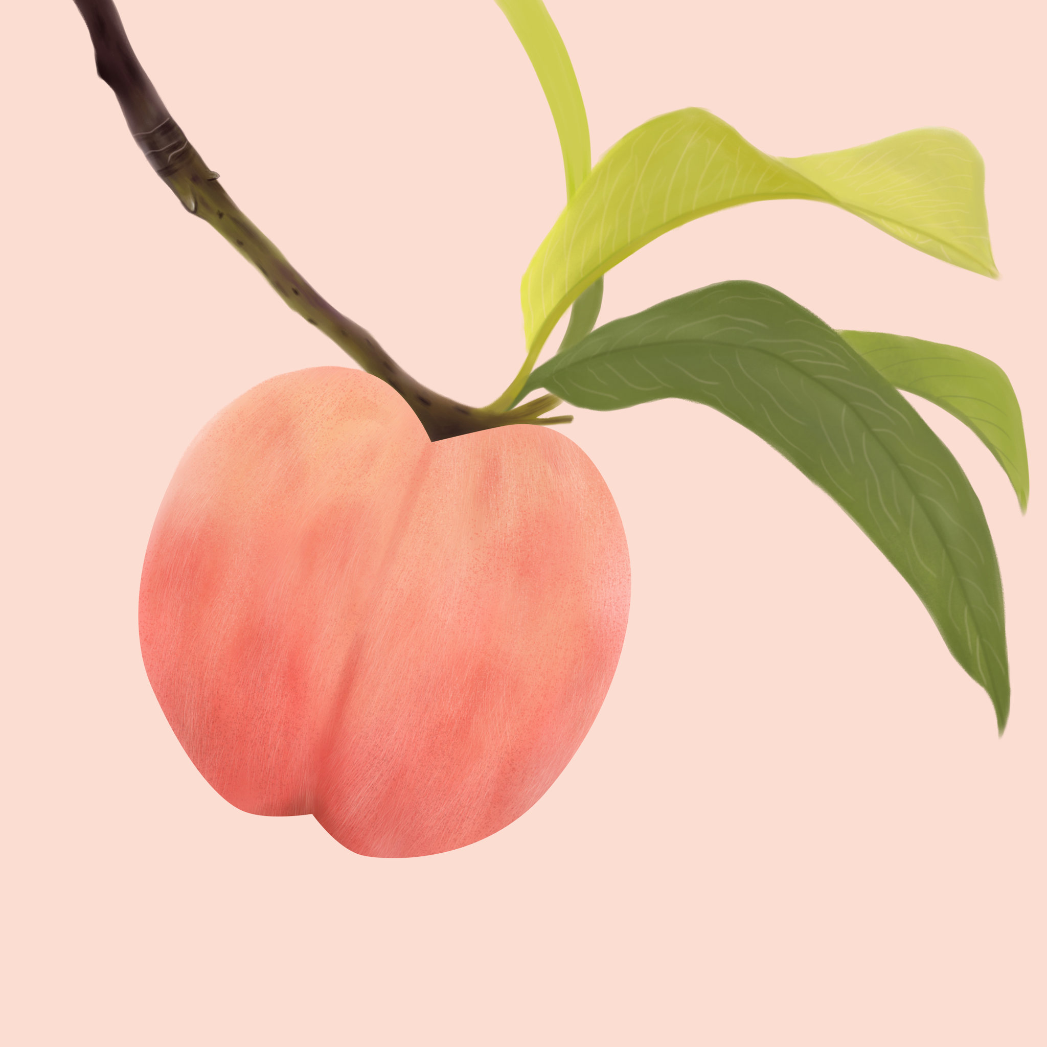 插画习作:写实水果插画