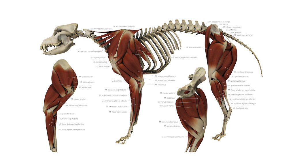 犬科肌肉结构图片