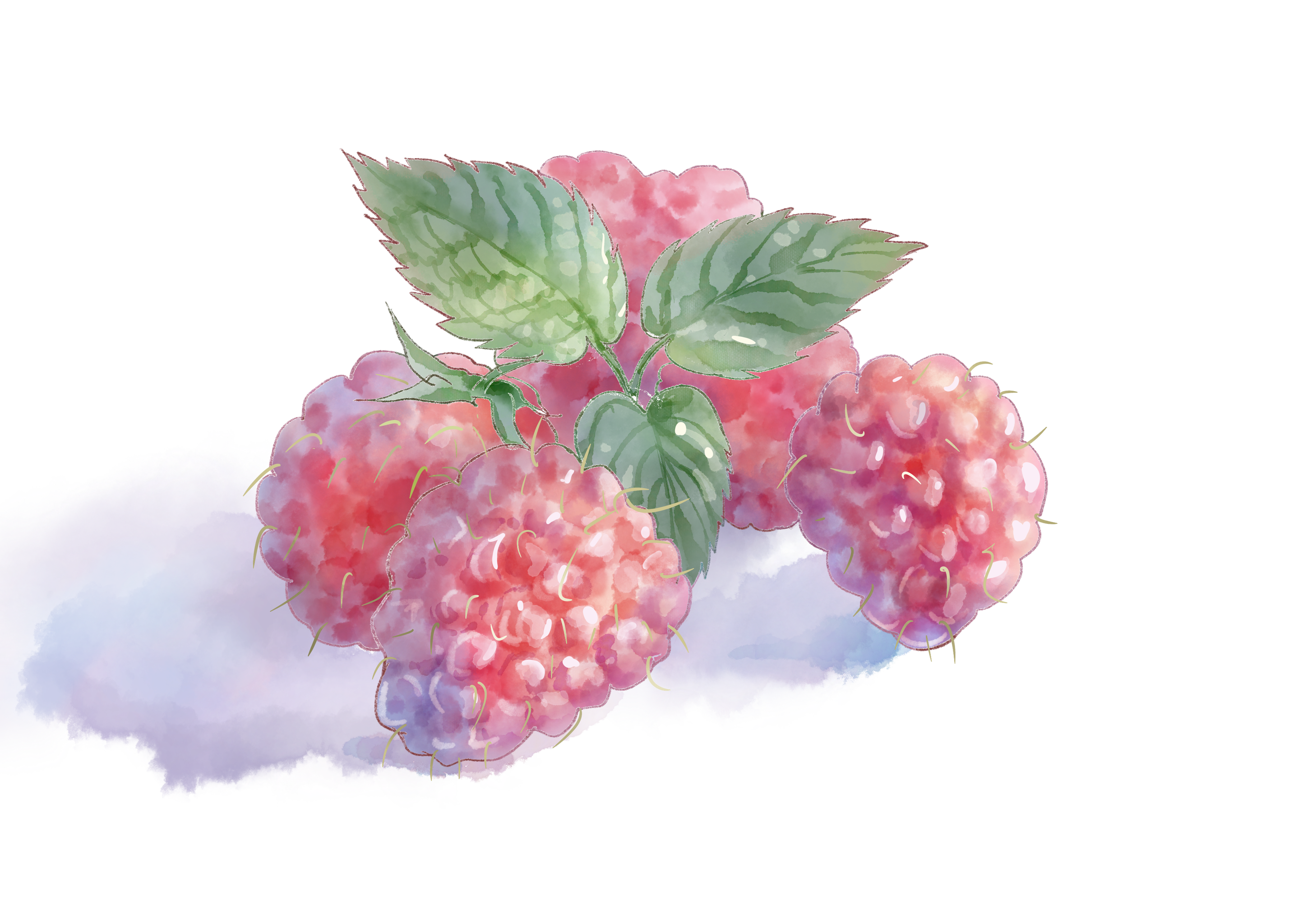 水彩水果 水彩花卉