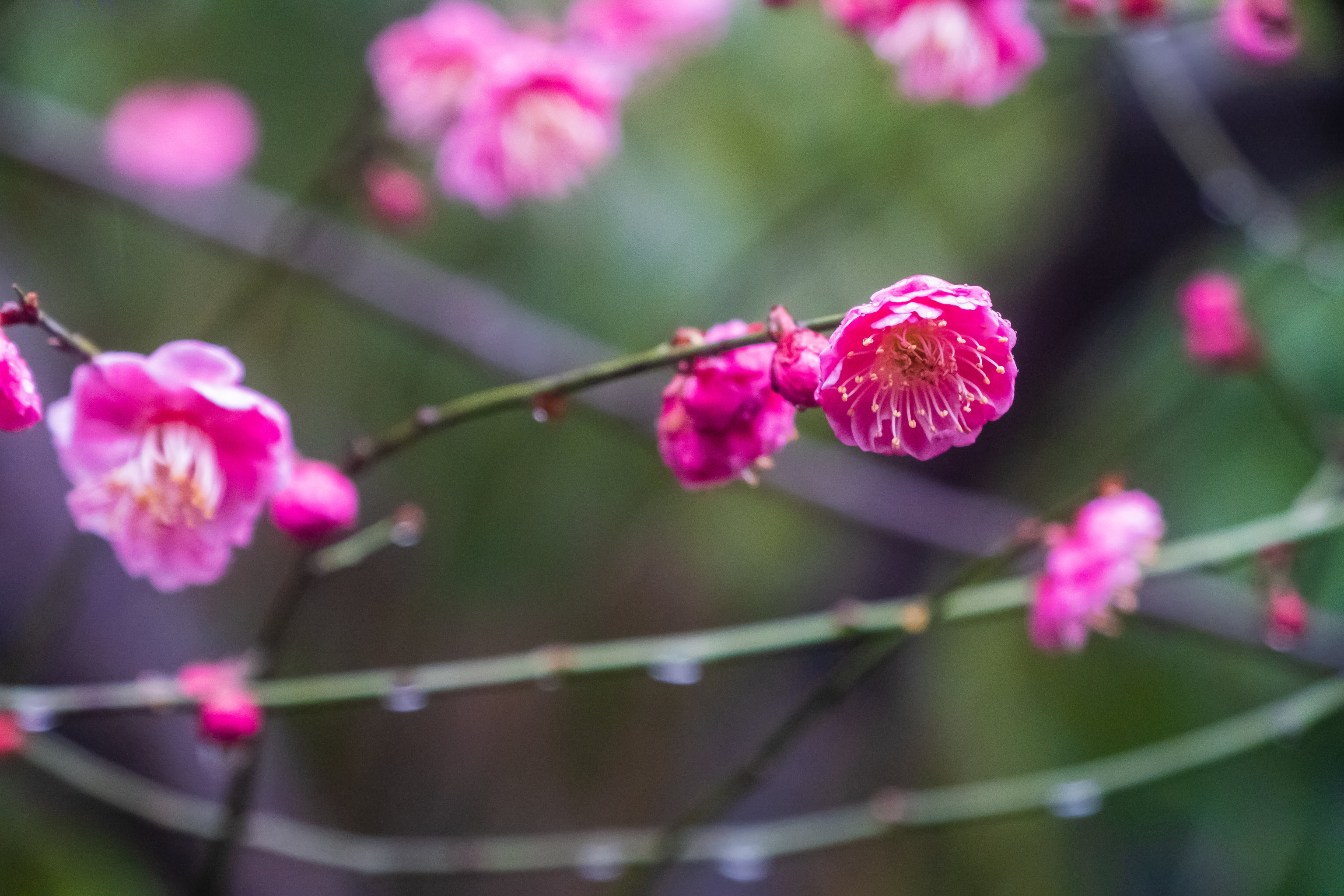 雨中梅花植物花卉摄影风光自然