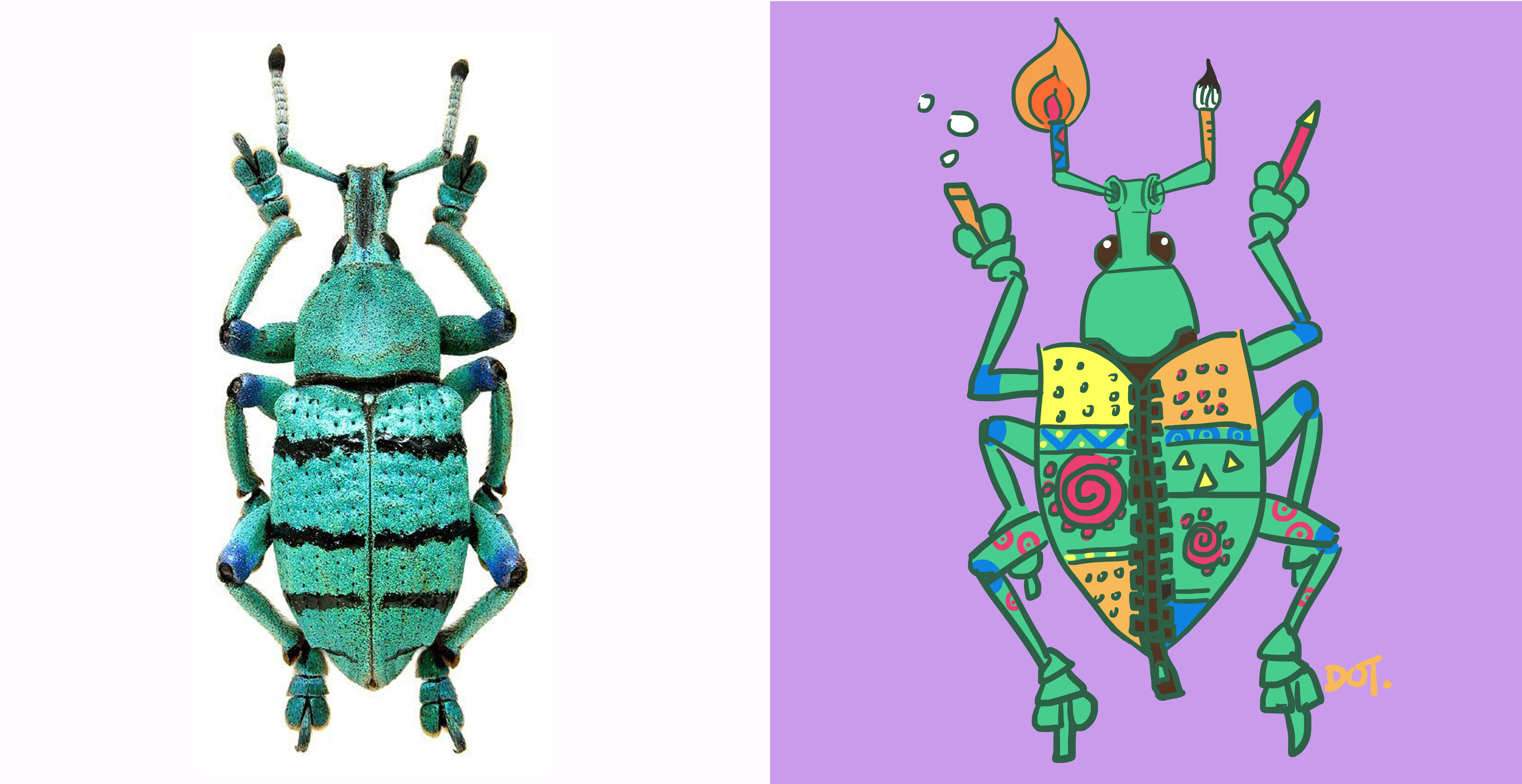 (新作)甲虫系列