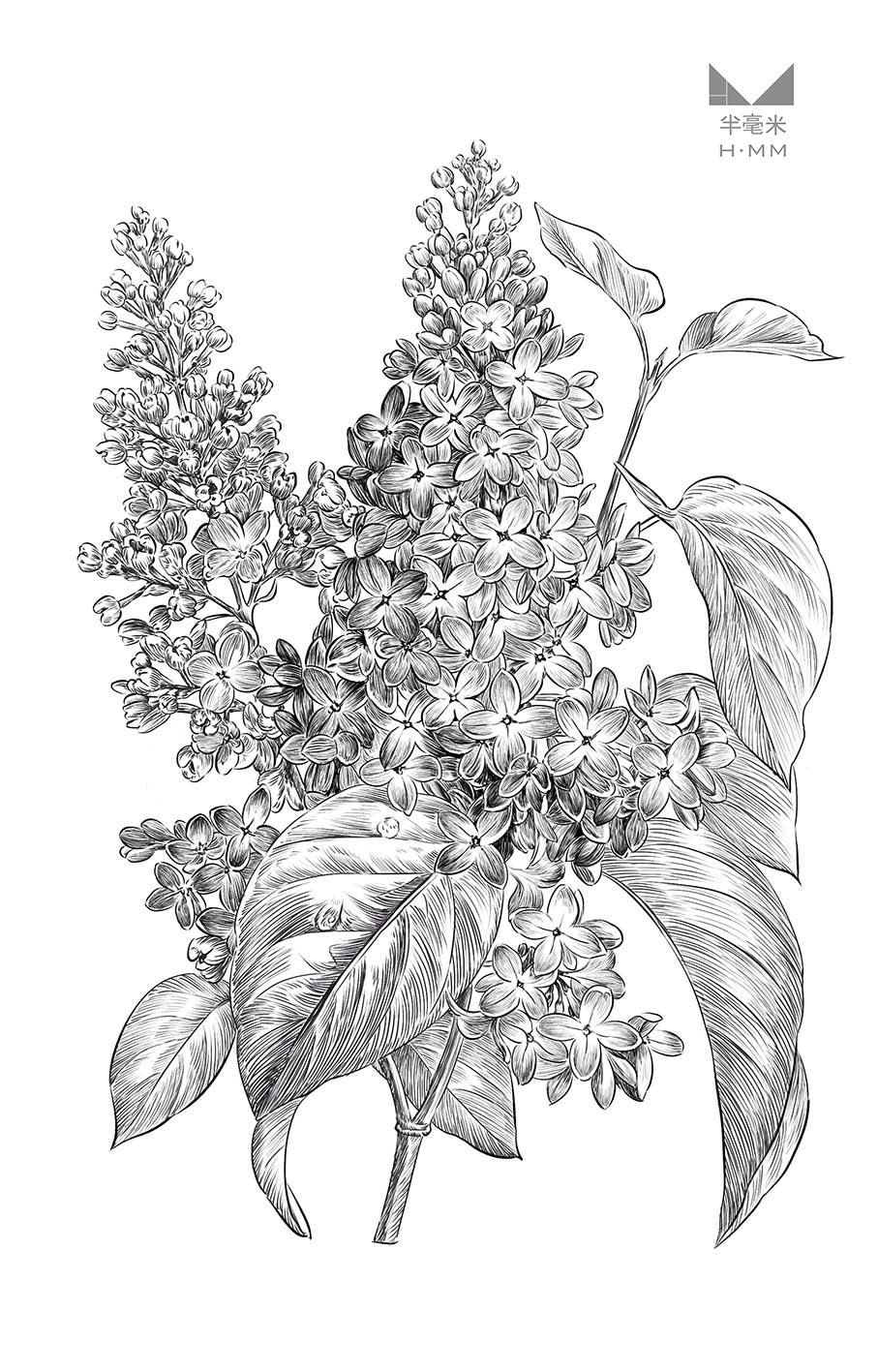 动植物写实黑白插画