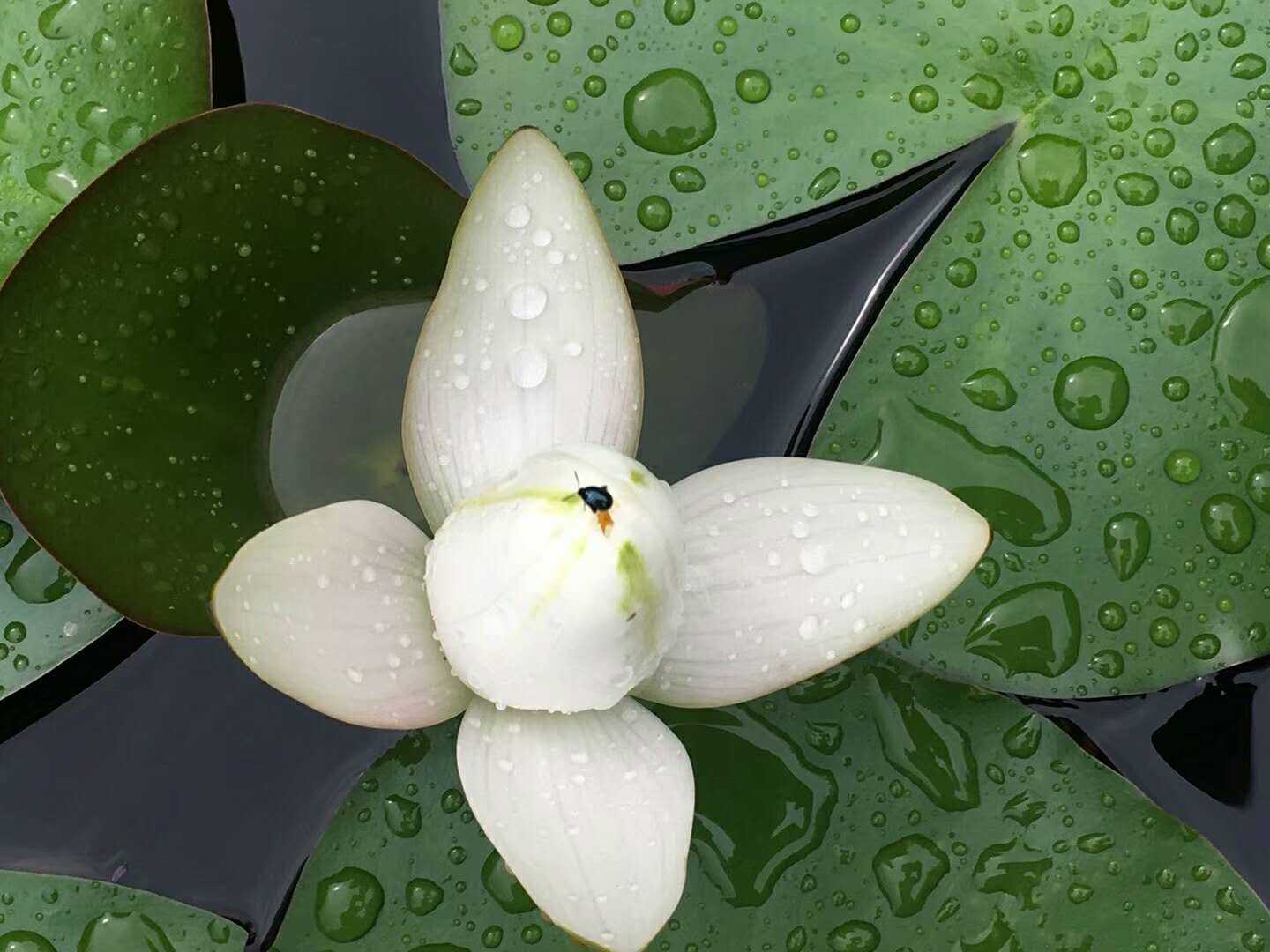 含苞待放的白莲花