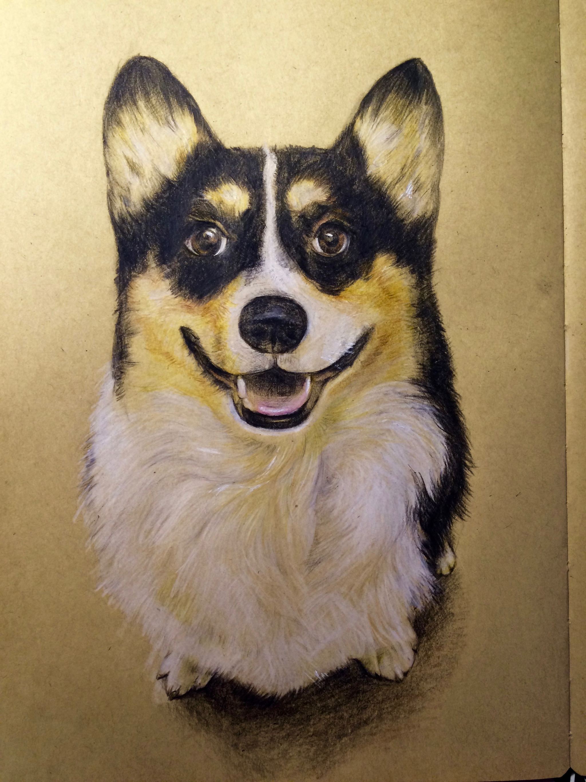 彩铅练习の微笑的柯基