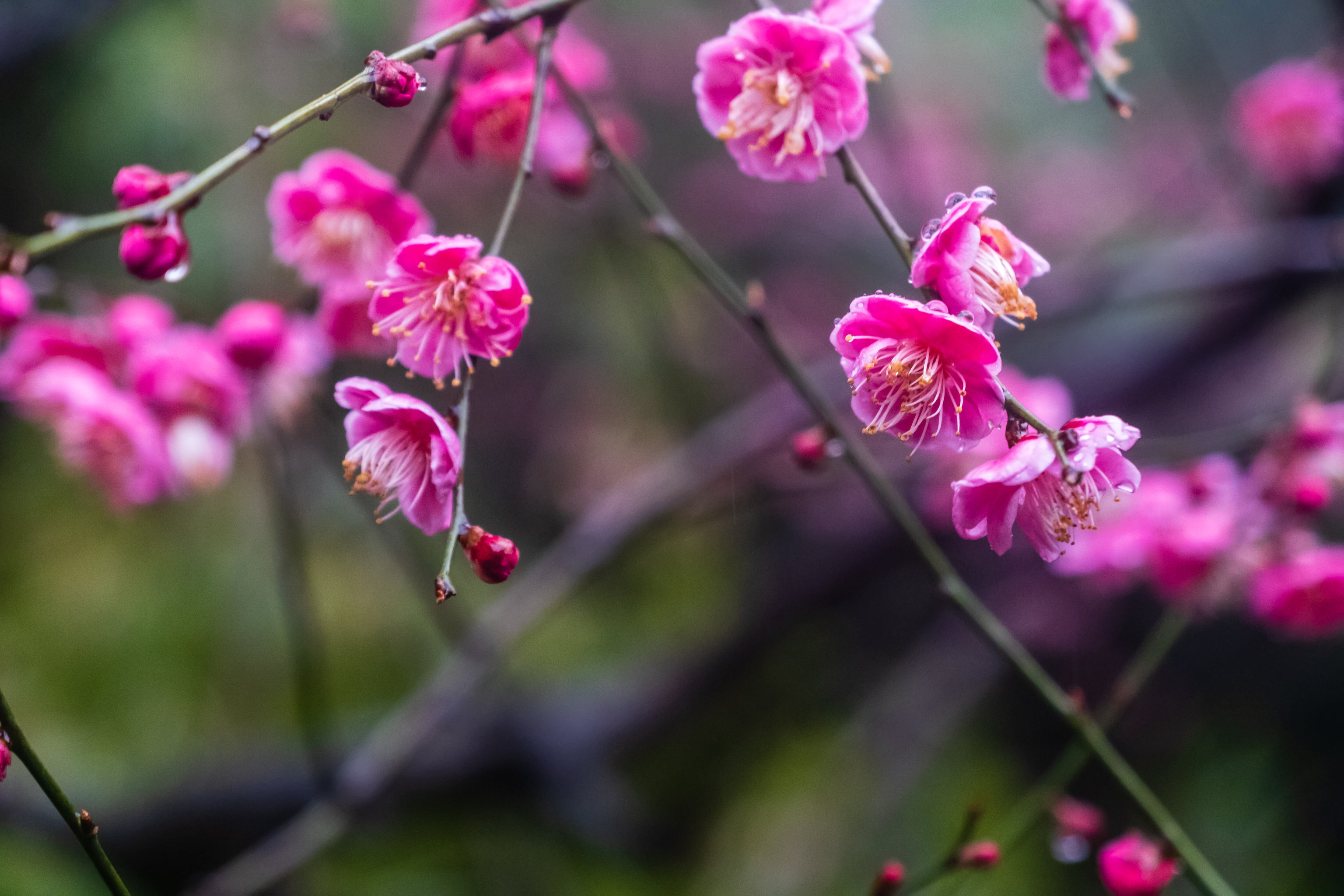 梅花- 花藝匠人 - 原創作品 - 視覺中國(愛視覺)