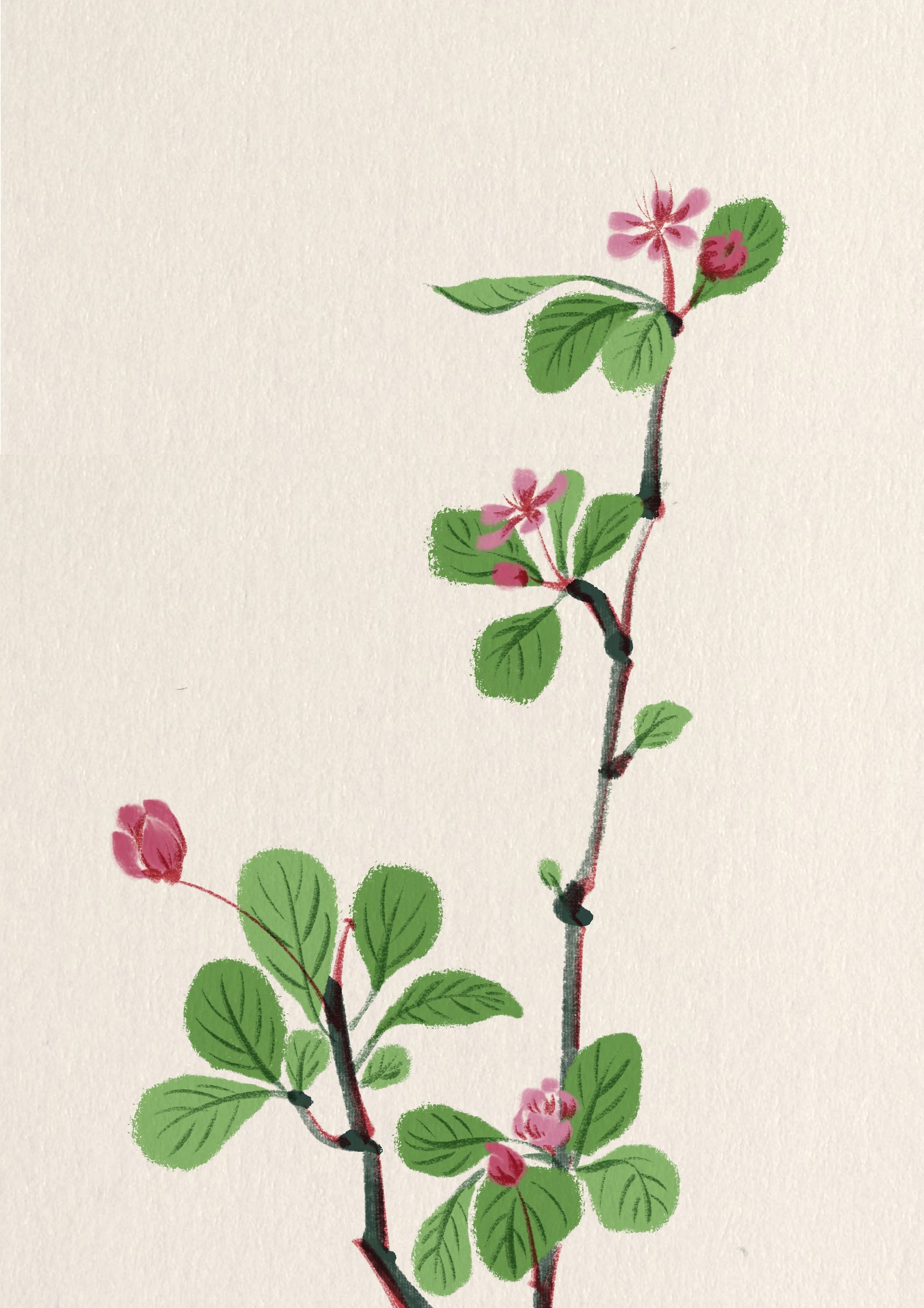 古风花花草草合集