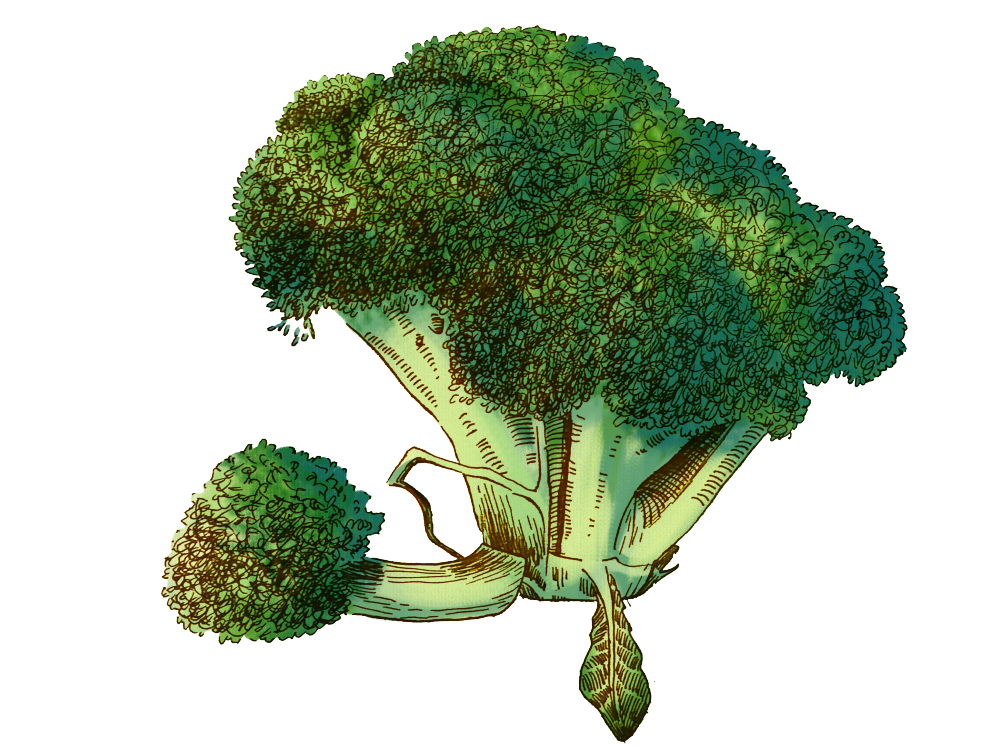 西蓝花特写手绘