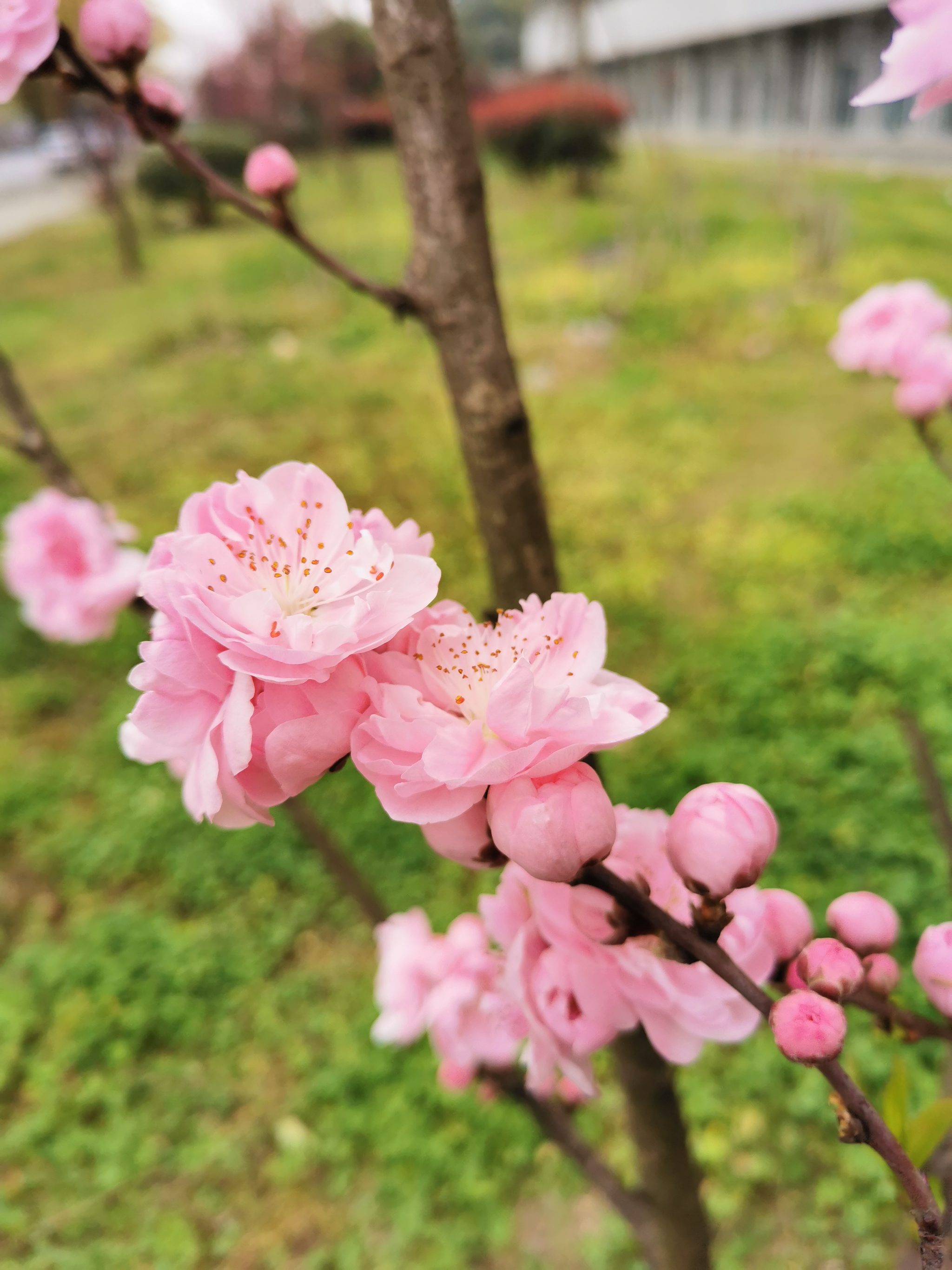 靜物花卉 - 稀飯是隻貓 - 原創作品 - 視覺中國(shijueme)