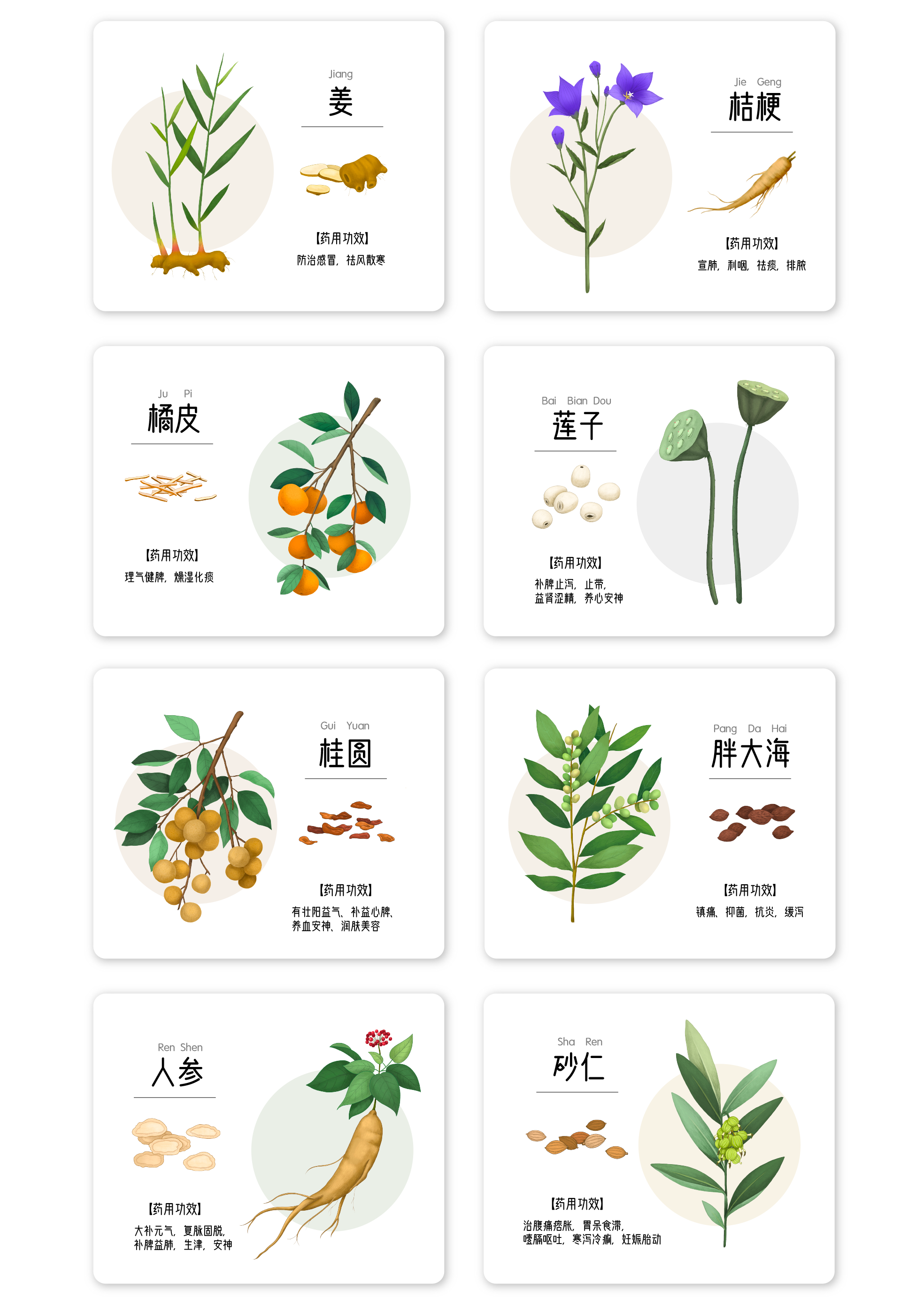 【商业插图】中草药